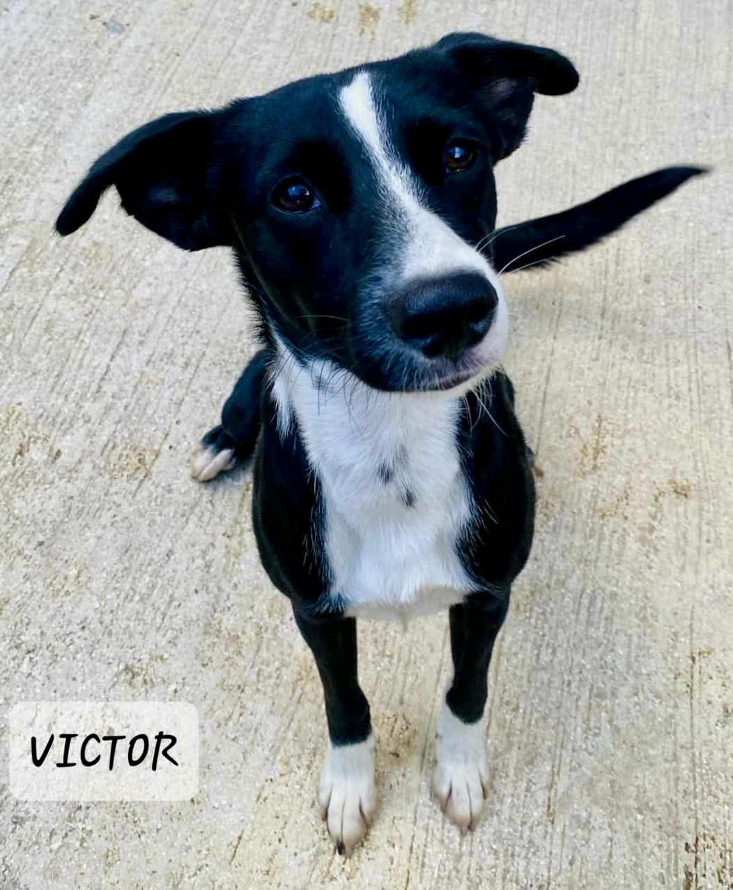 VICTOR, Adoptable, Young Male Chihuahua.