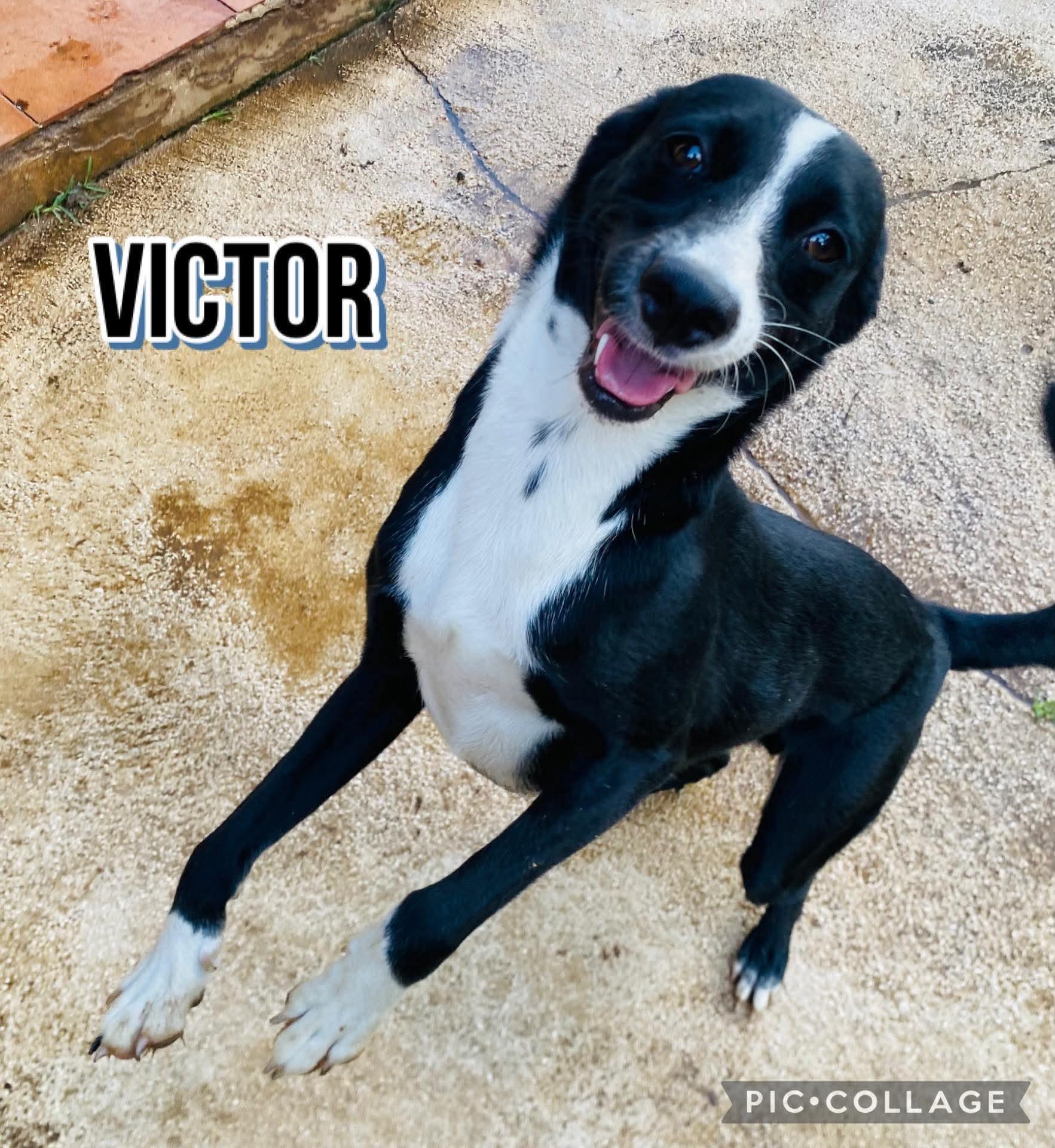 VICTOR, a Adoptable mixed breed in Villalba, PR image 3/5