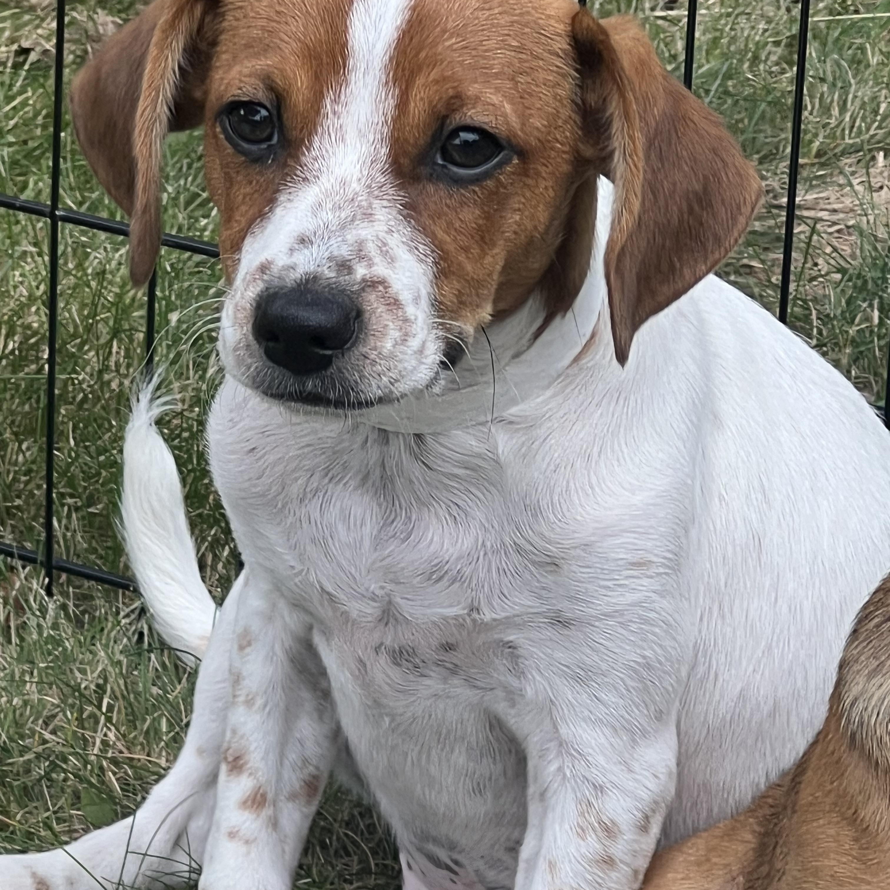 Enlarge SCOOBY, a ADOPTABLE mixed breed in Dumont, NJ image 3/5