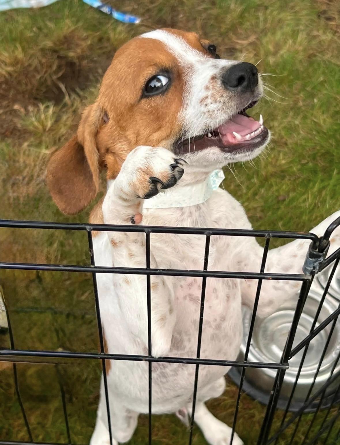 SCOOBY, ADOPTABLE, Puppy Male Beagle & Mixed Breed.