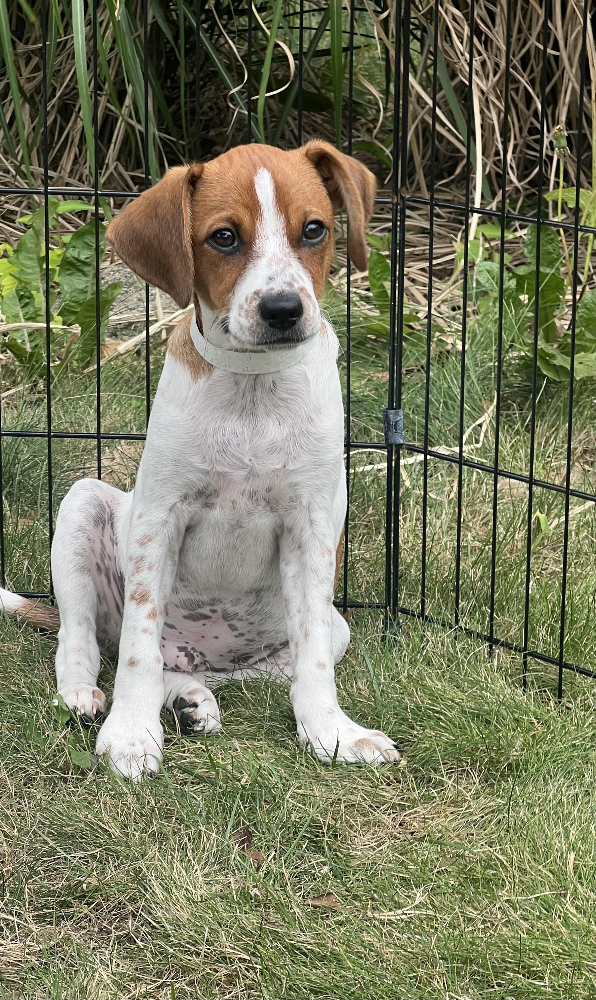 Enlarge SCOOBY, a ADOPTABLE mixed breed in Dumont, NJ image 2/5