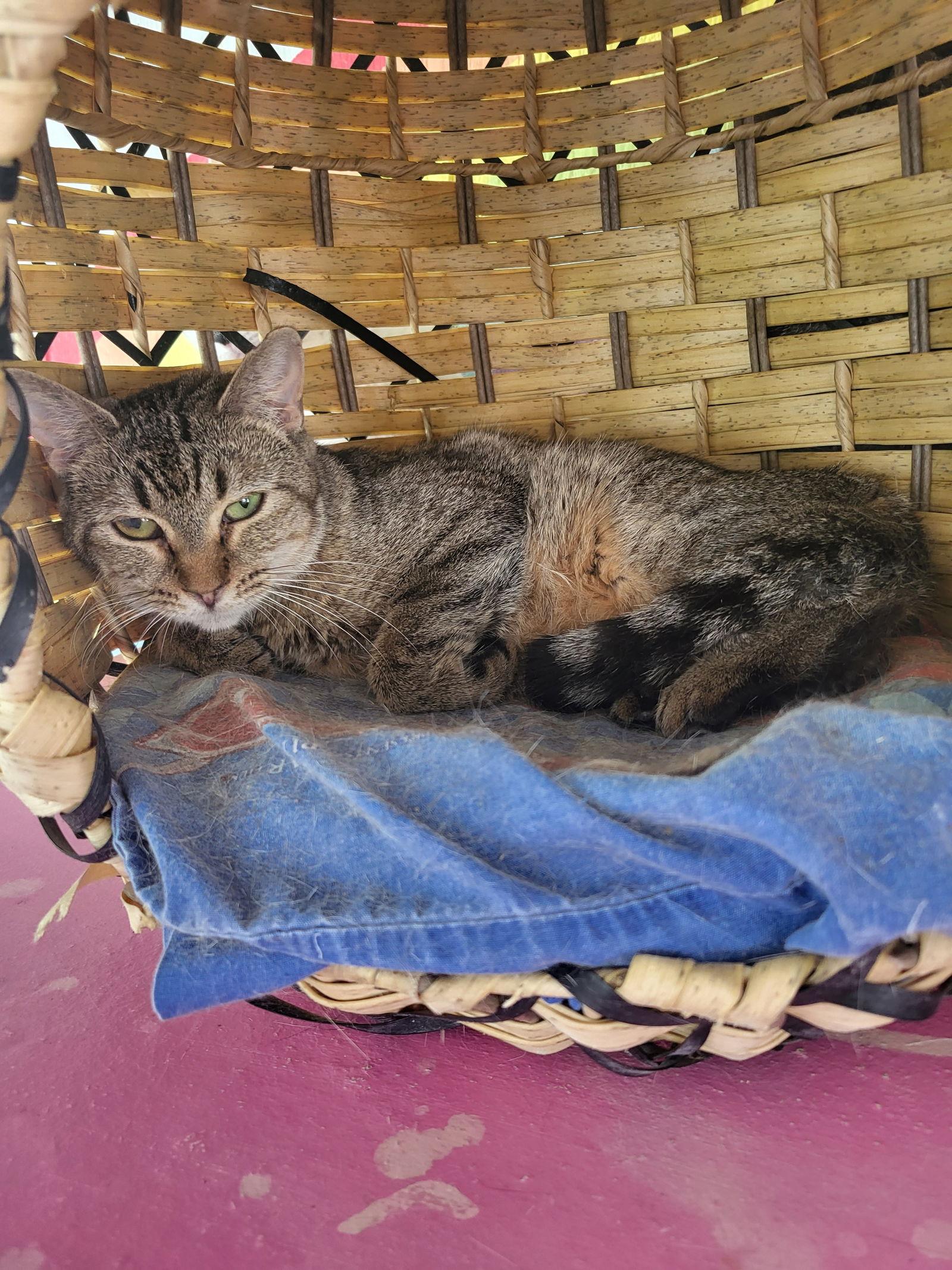 French Toast, Adoptable, Young Female Domestic Short Hair.