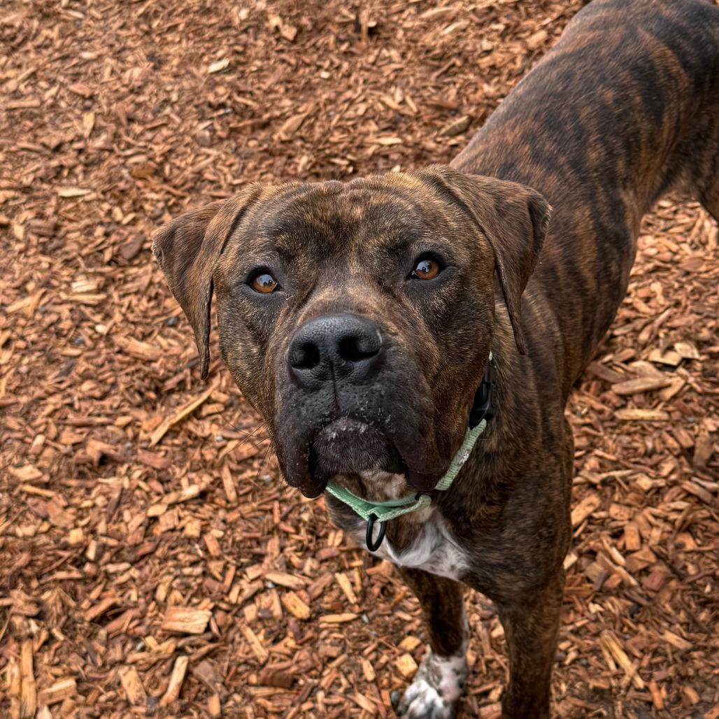 Comet, Adoptable, Adult Male Pit Bull Terrier & Mixed Breed.