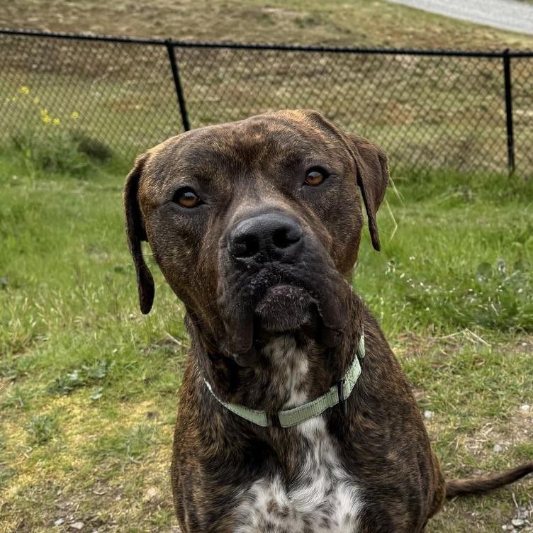 Enlarge Comet, a Adoptable mixed breed in Tacoma, WA image 2/4