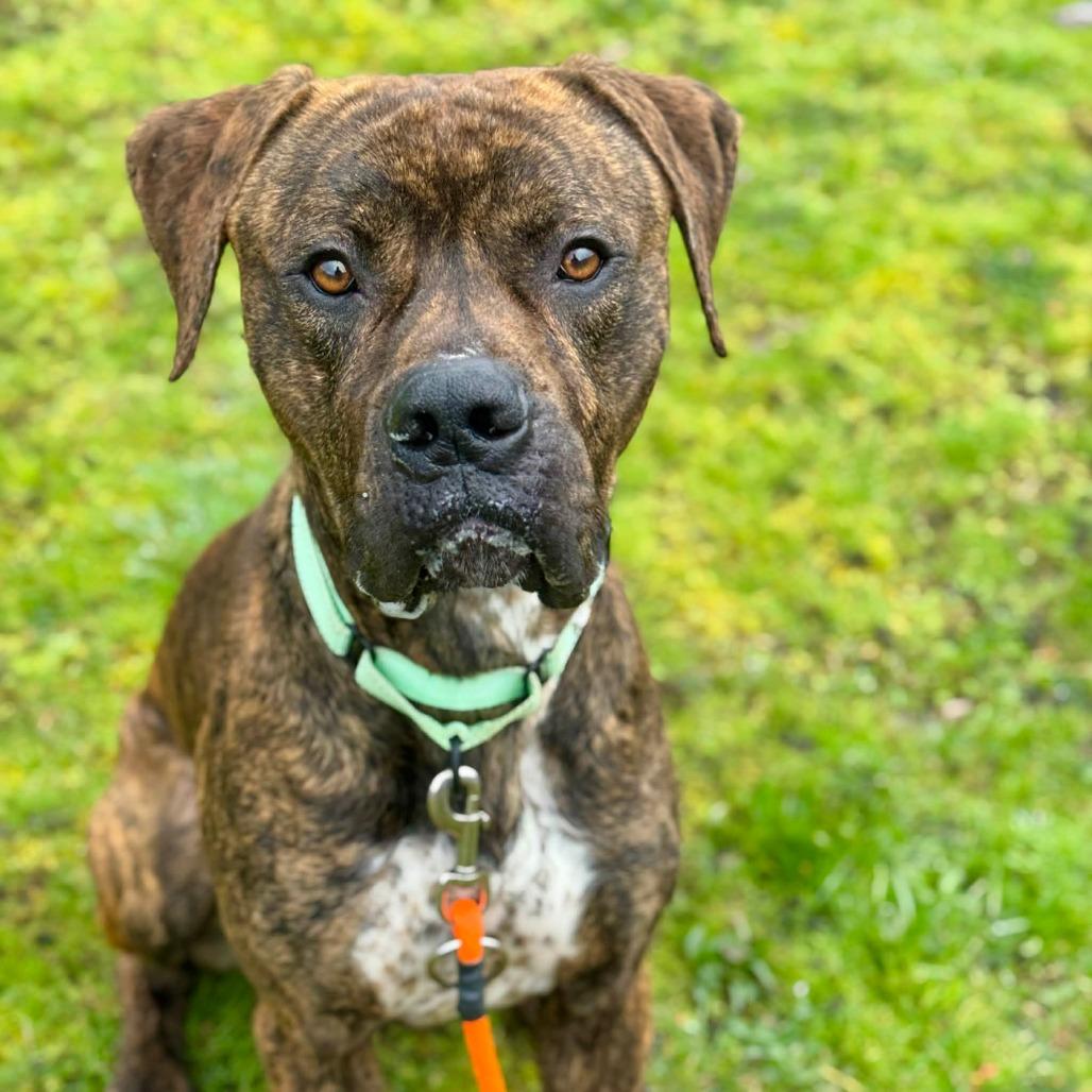 Enlarge Comet, a Adoptable mixed breed in Tacoma, WA image 1/1