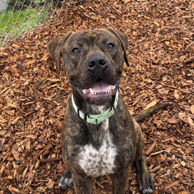 Enlarge Comet, a Adoptable mixed breed in Tacoma, WA image 4/4