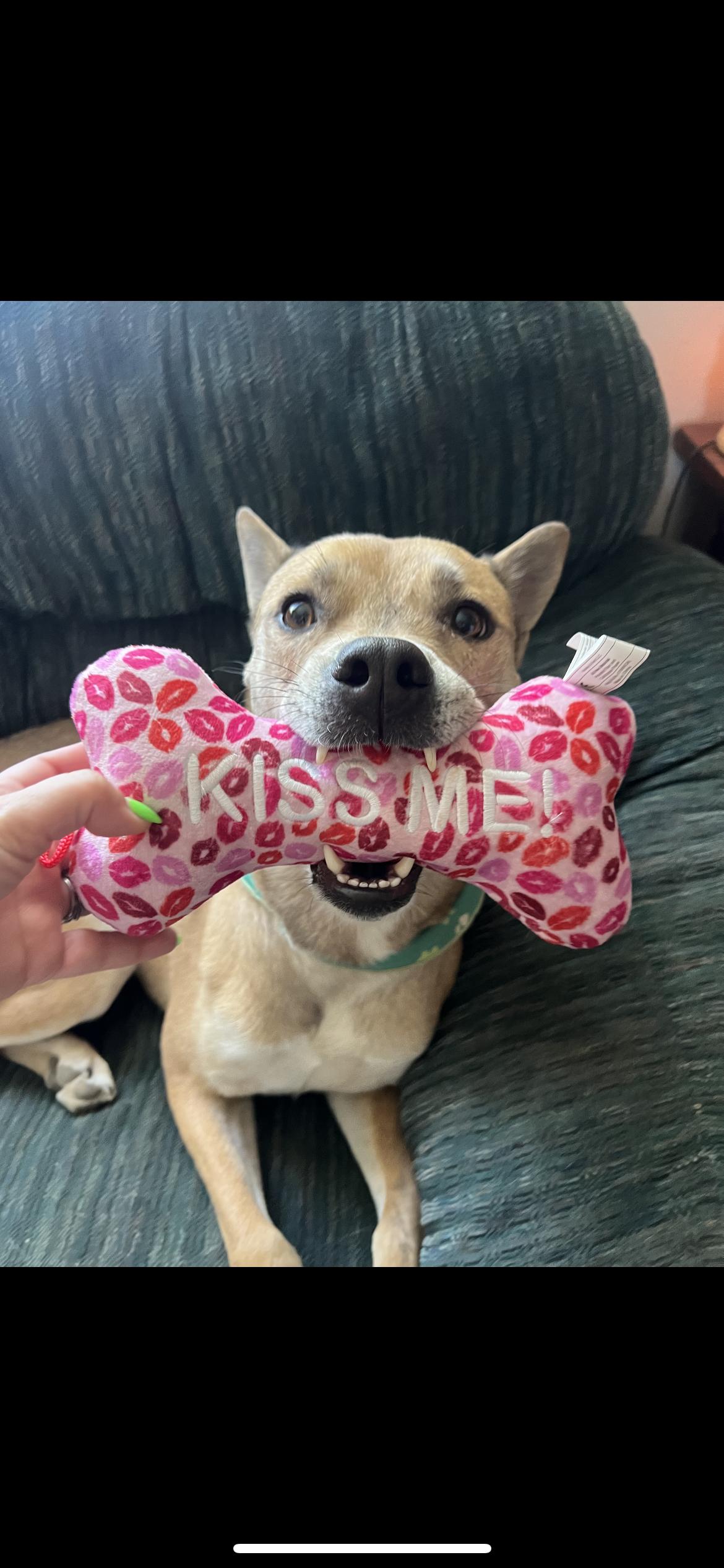 Enlarge Dingo, a Adoptable mixed breed in Hamden, CT image 3/6