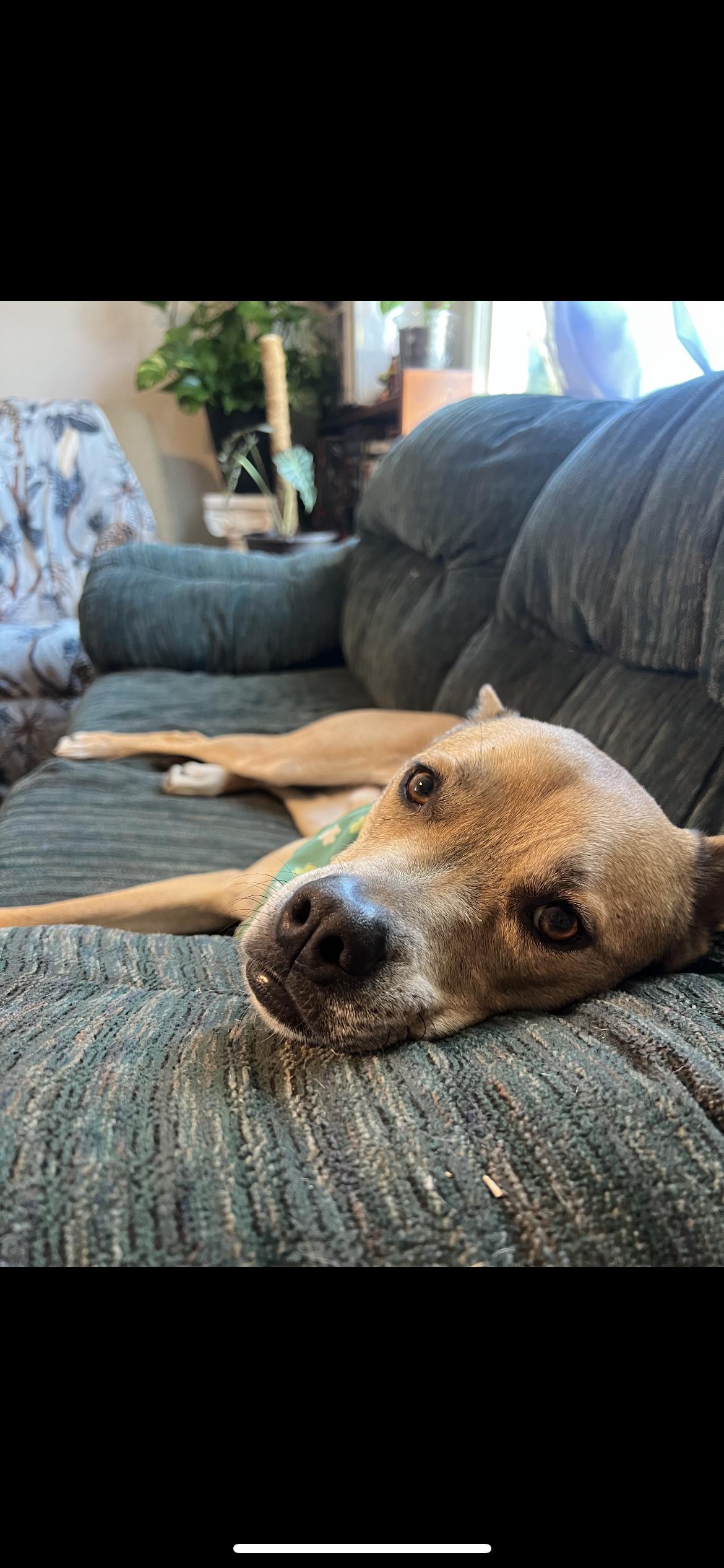 Enlarge Dingo, a Adoptable mixed breed in Hamden, CT image 5/6