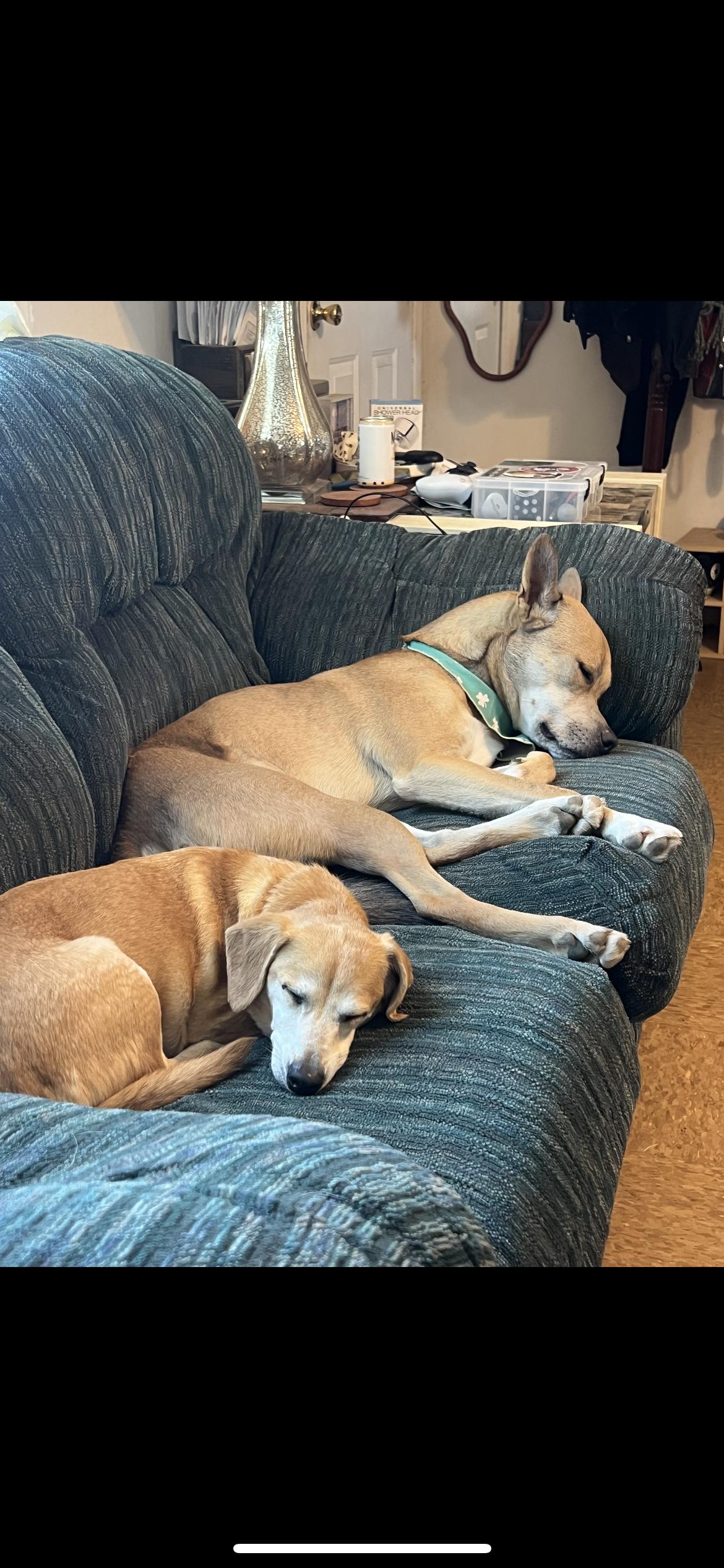 Enlarge Dingo, a Adoptable mixed breed in Hamden, CT image 6/6