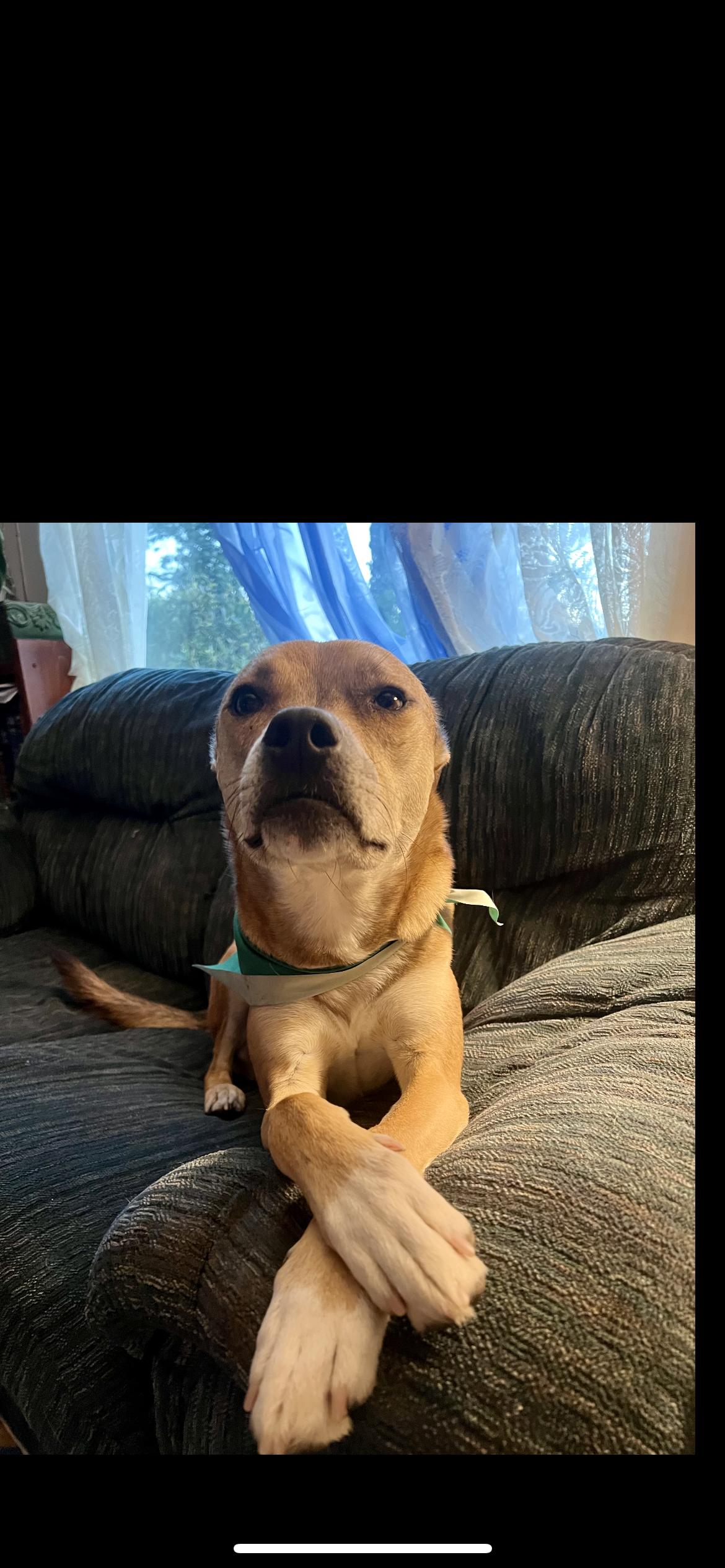 Enlarge Dingo, a Adoptable mixed breed in Hamden, CT image 2/6