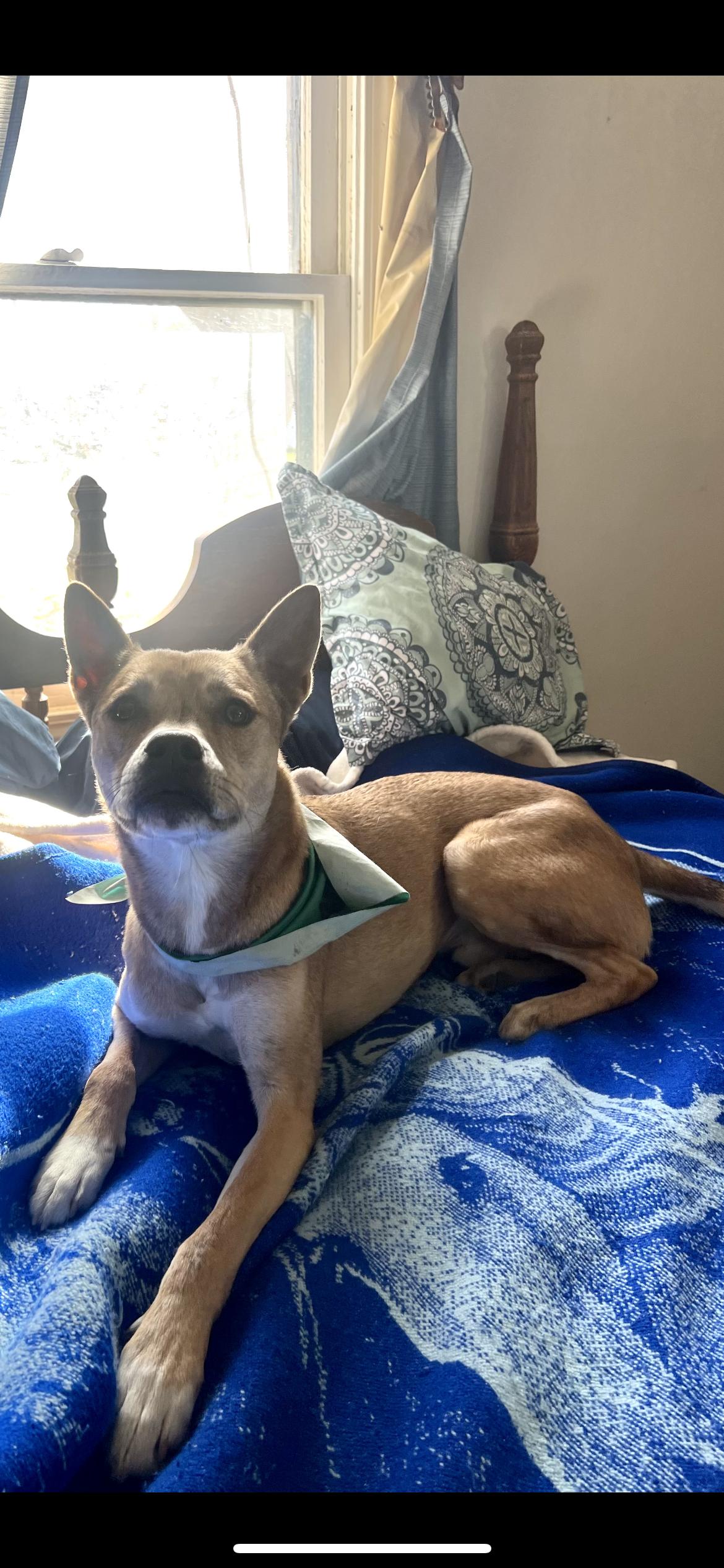 Dingo, Adoptable, Young Male Terrier & Greyhound.