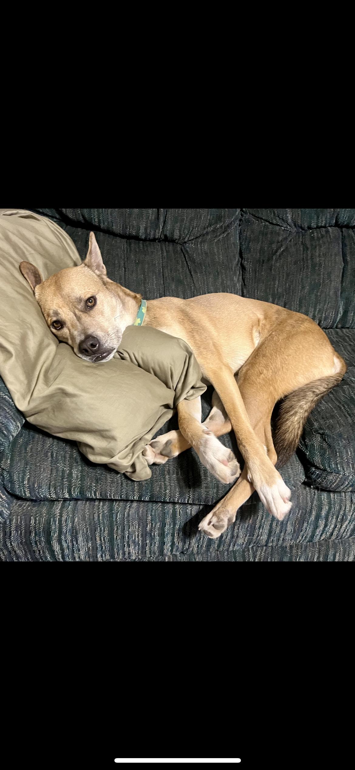 Enlarge Dingo, a Adoptable mixed breed in Hamden, CT image 4/6