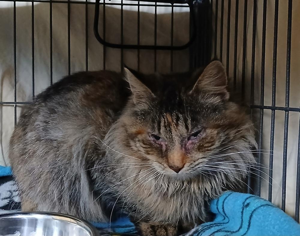 Enlarge Milady, a Adopted Domestic Long Hair in Dickson, TN image 1/1