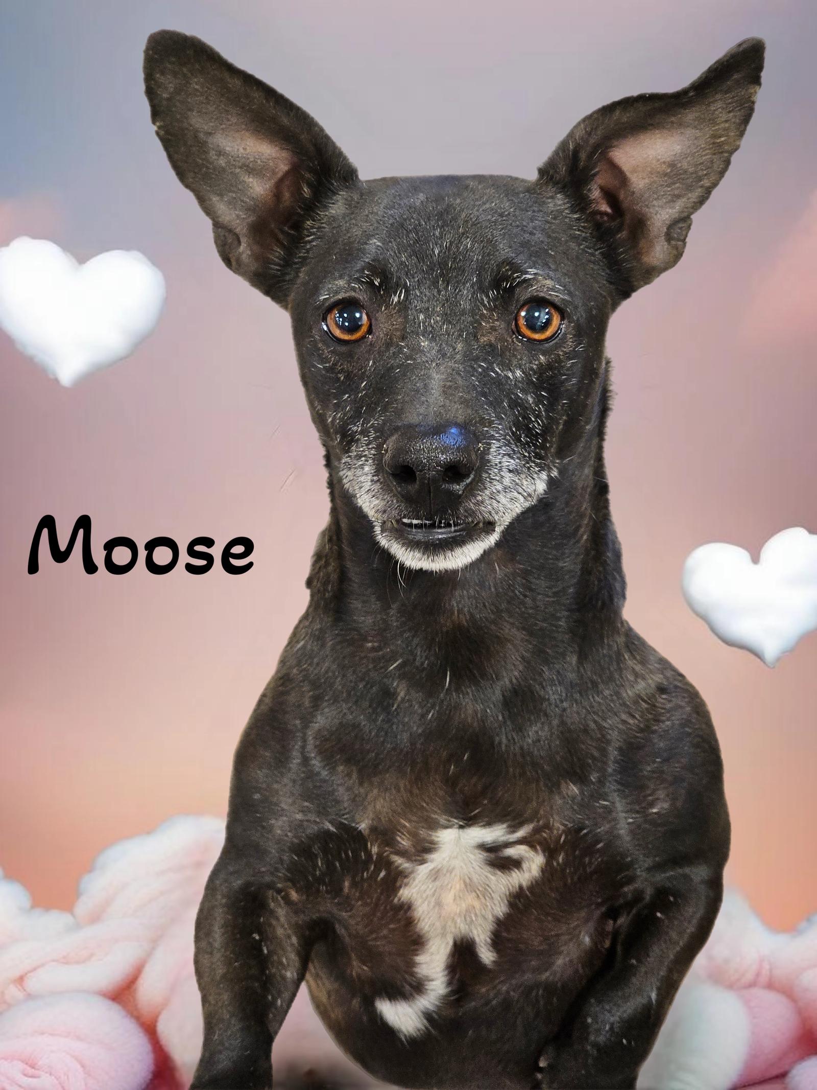 Enlarge Moose, a Adoptable mixed breed in Phelan, CA image 1/5