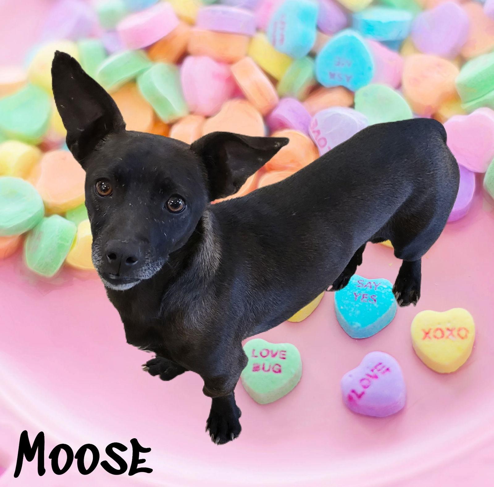 Enlarge Moose, a Adoptable mixed breed in Phelan, CA image 2/5