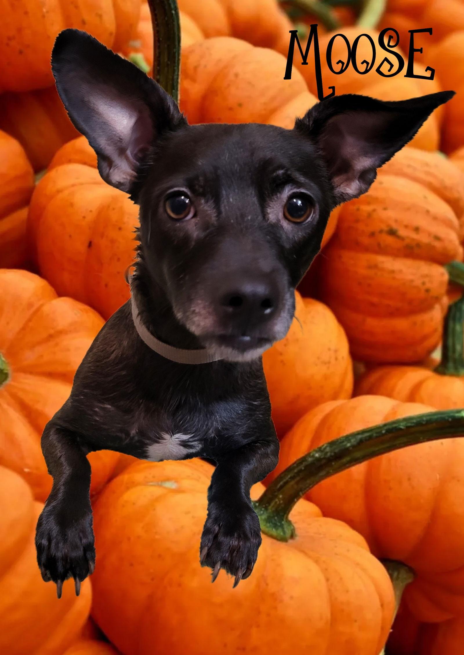 Enlarge Moose, a Adoptable mixed breed in Phelan, CA image 3/5
