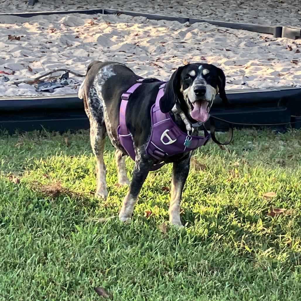 Fiona, Adoptable, Senior Female Bluetick Coonhound & Bluetick Coonhound.