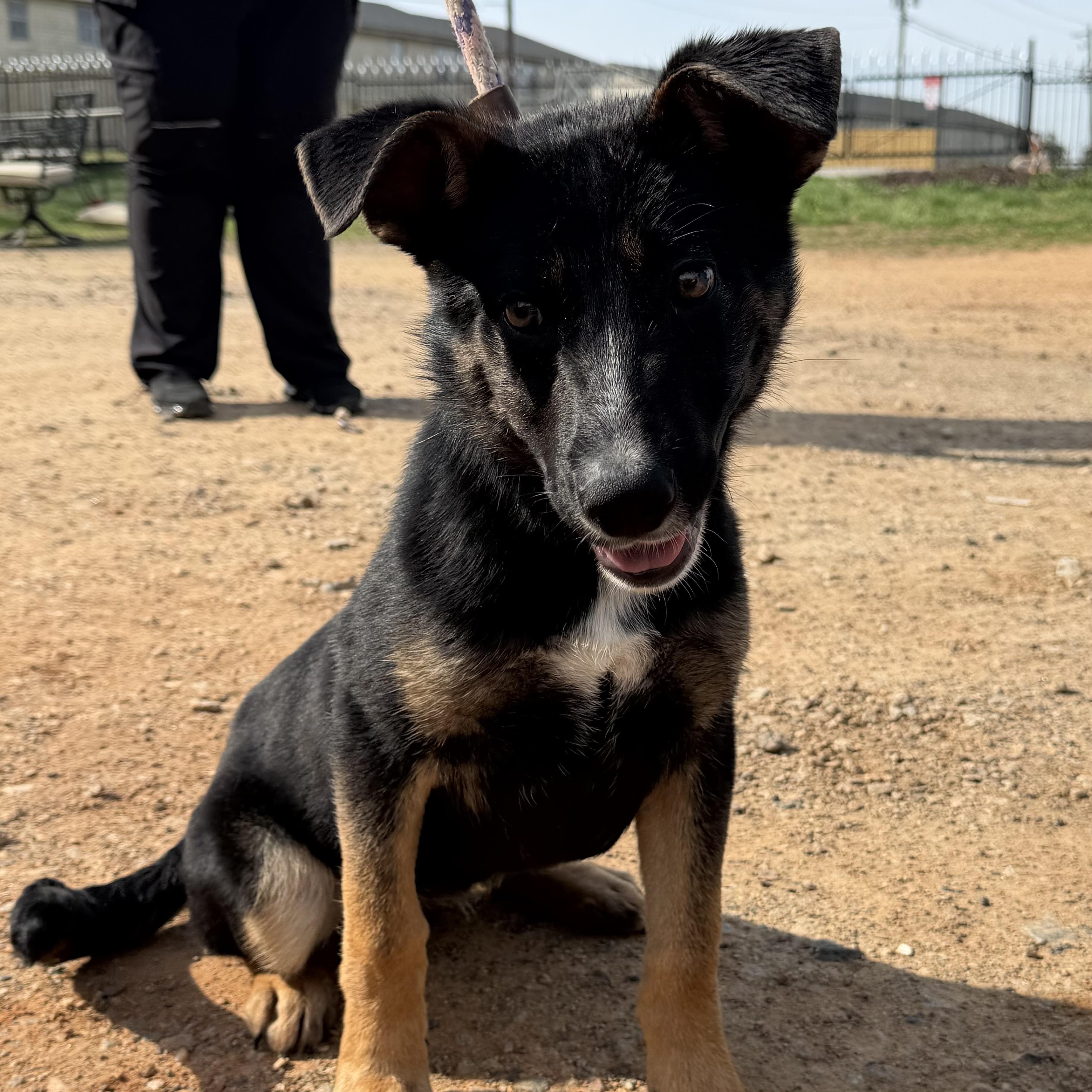 Amaris — thumbnail 2