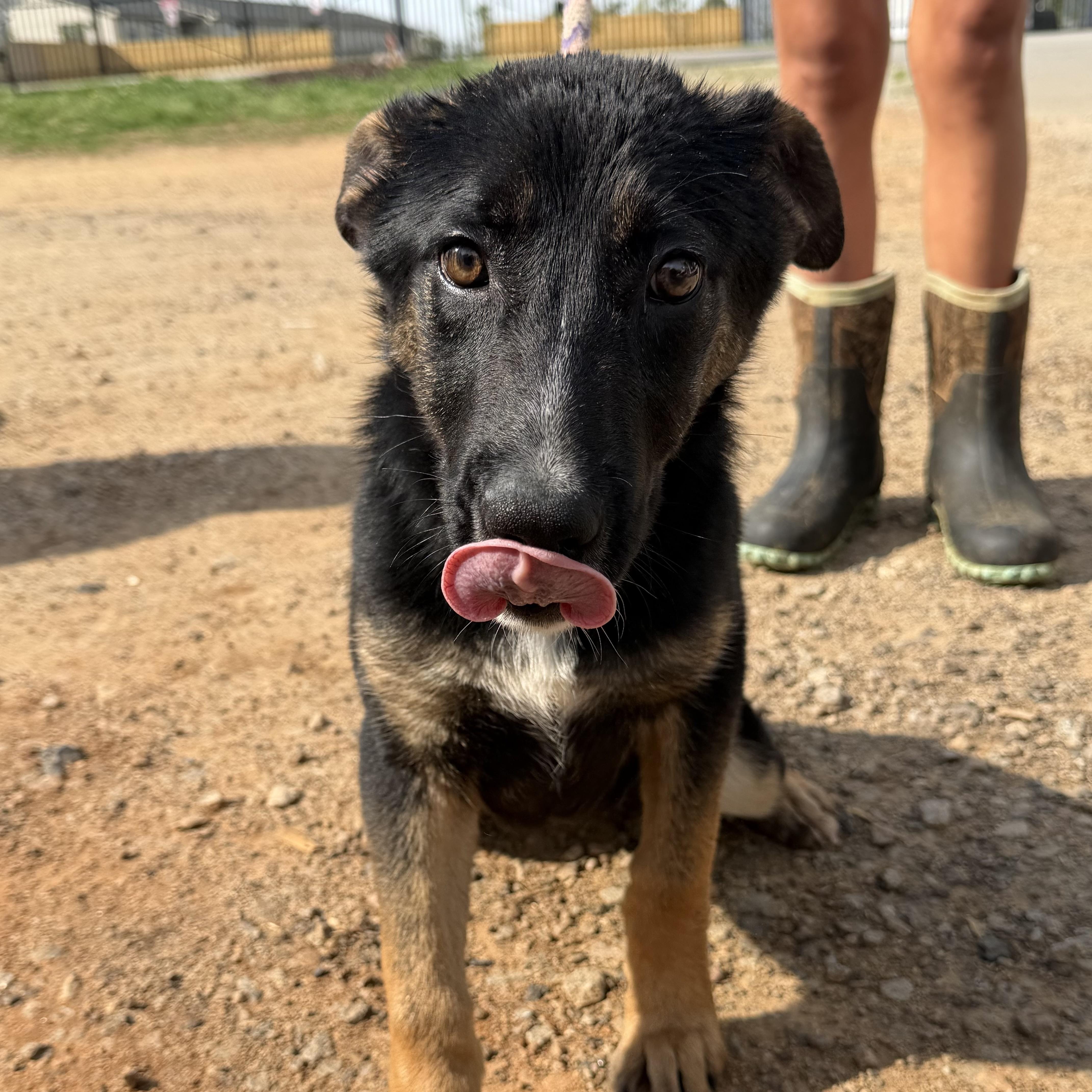 Amaris — thumbnail 3