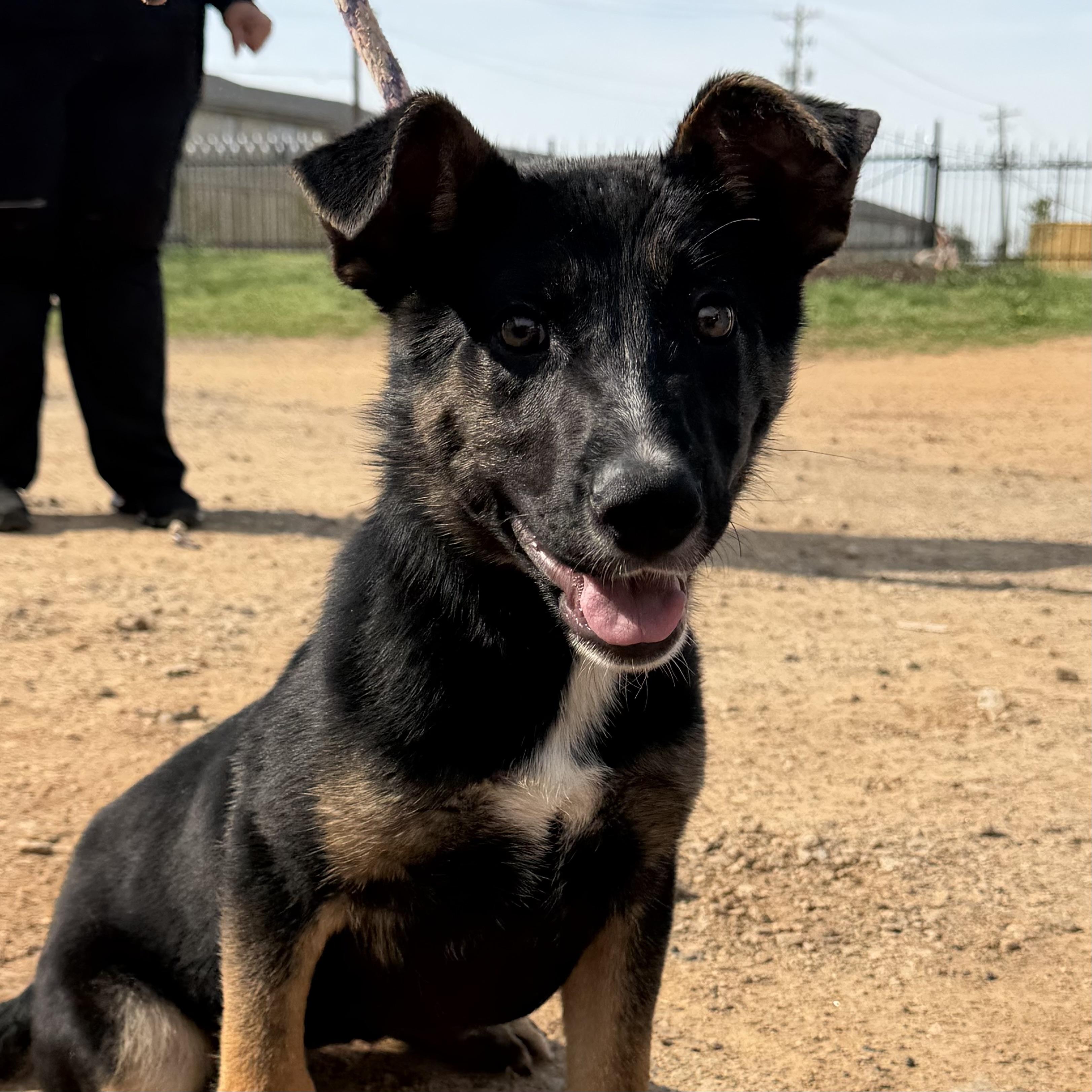 Amaris — thumbnail 4