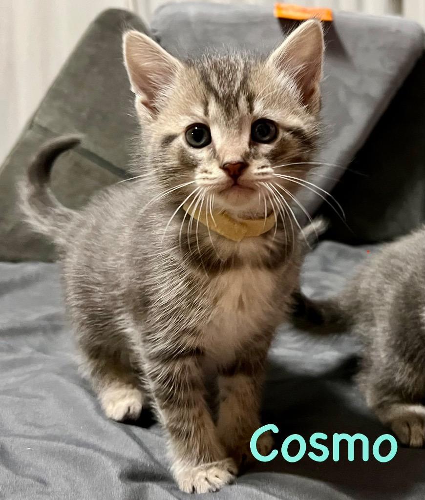 Enlarge Cosmo, a Adoptable mixed breed in Leonardtown, MD image 1/1