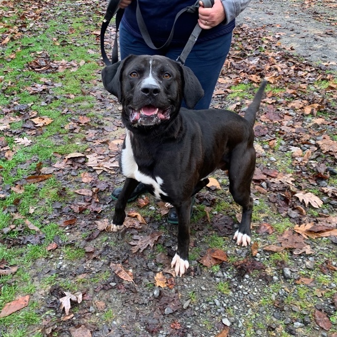 Enlarge GUINNESS, an adoptable mixed breed in Grafton, WV image 1/6