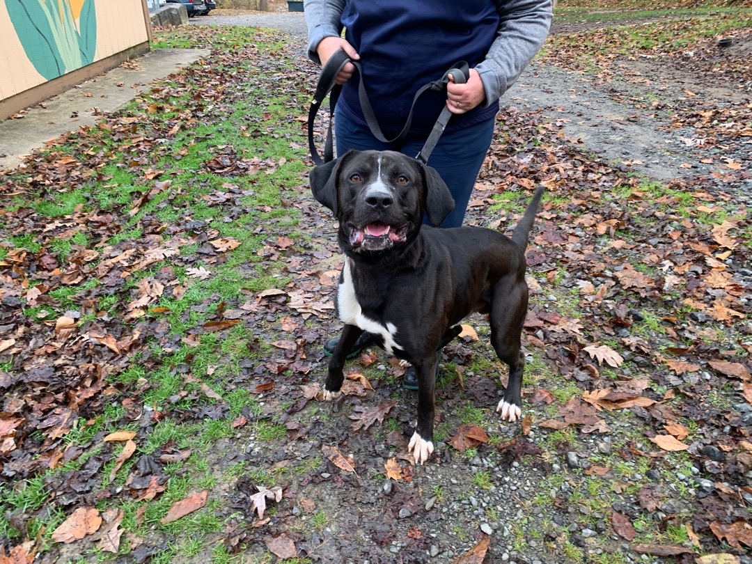 Enlarge GUINNESS- being fostered, an adoptable mixed breed in Grafton, WV image 1/6