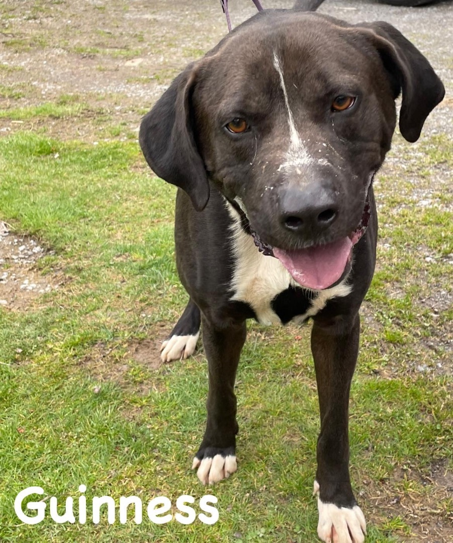 Enlarge GUINNESS- being fostered, an adoptable mixed breed in Grafton, WV image 2/6