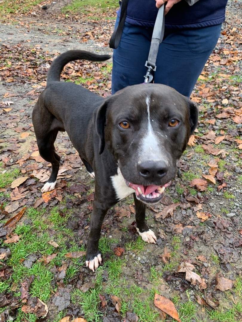 Enlarge GUINNESS- being fostered, an adoptable mixed breed in Grafton, WV image 3/6