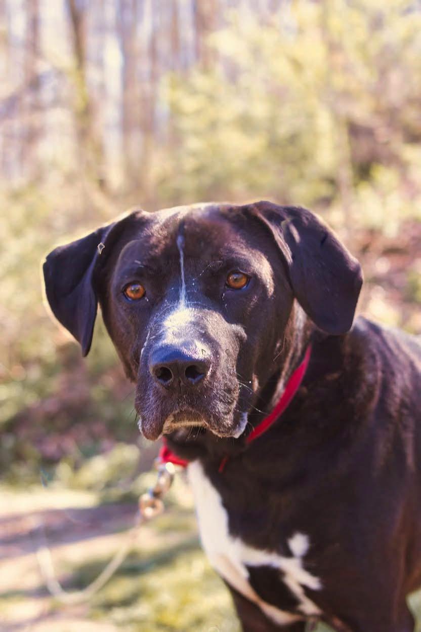 Enlarge GUINNESS, a Adoptable mixed breed in Grafton, WV image 6/6