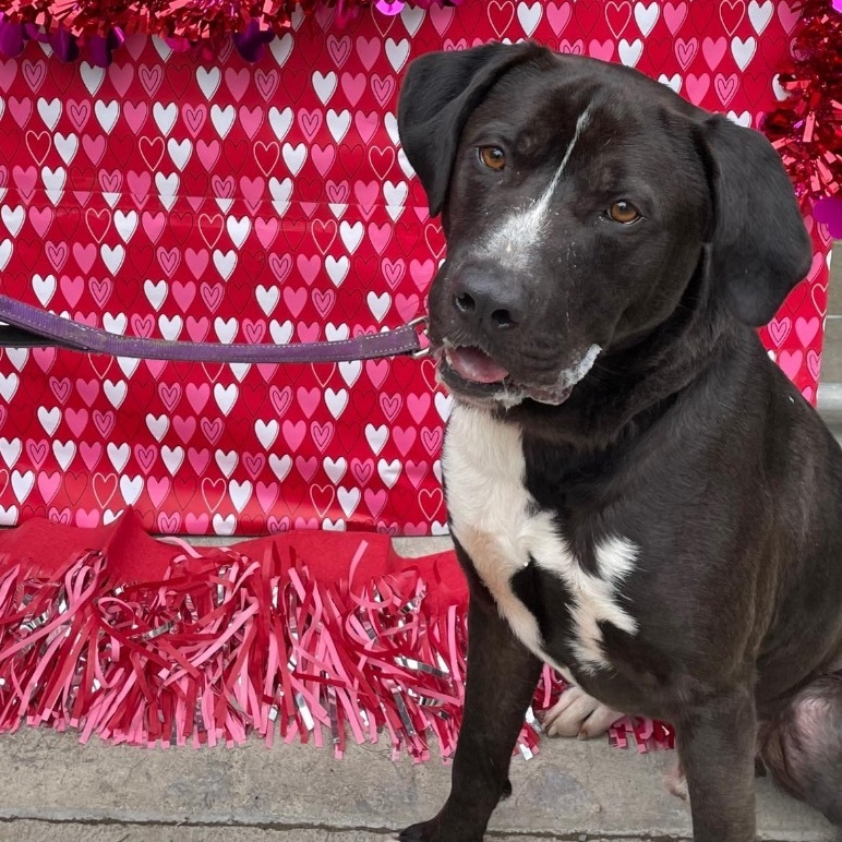 Enlarge GUINNESS, an adoptable mixed breed in Grafton, WV image 4/6