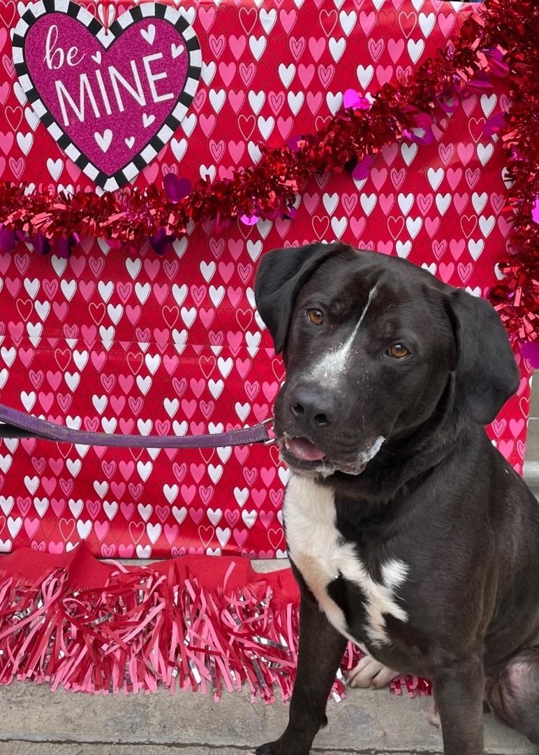 Enlarge GUINNESS- being fostered, an adoptable mixed breed in Grafton, WV image 4/6