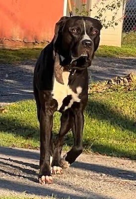 Enlarge GUINNESS- being fostered, an adoptable mixed breed in Grafton, WV image 5/6