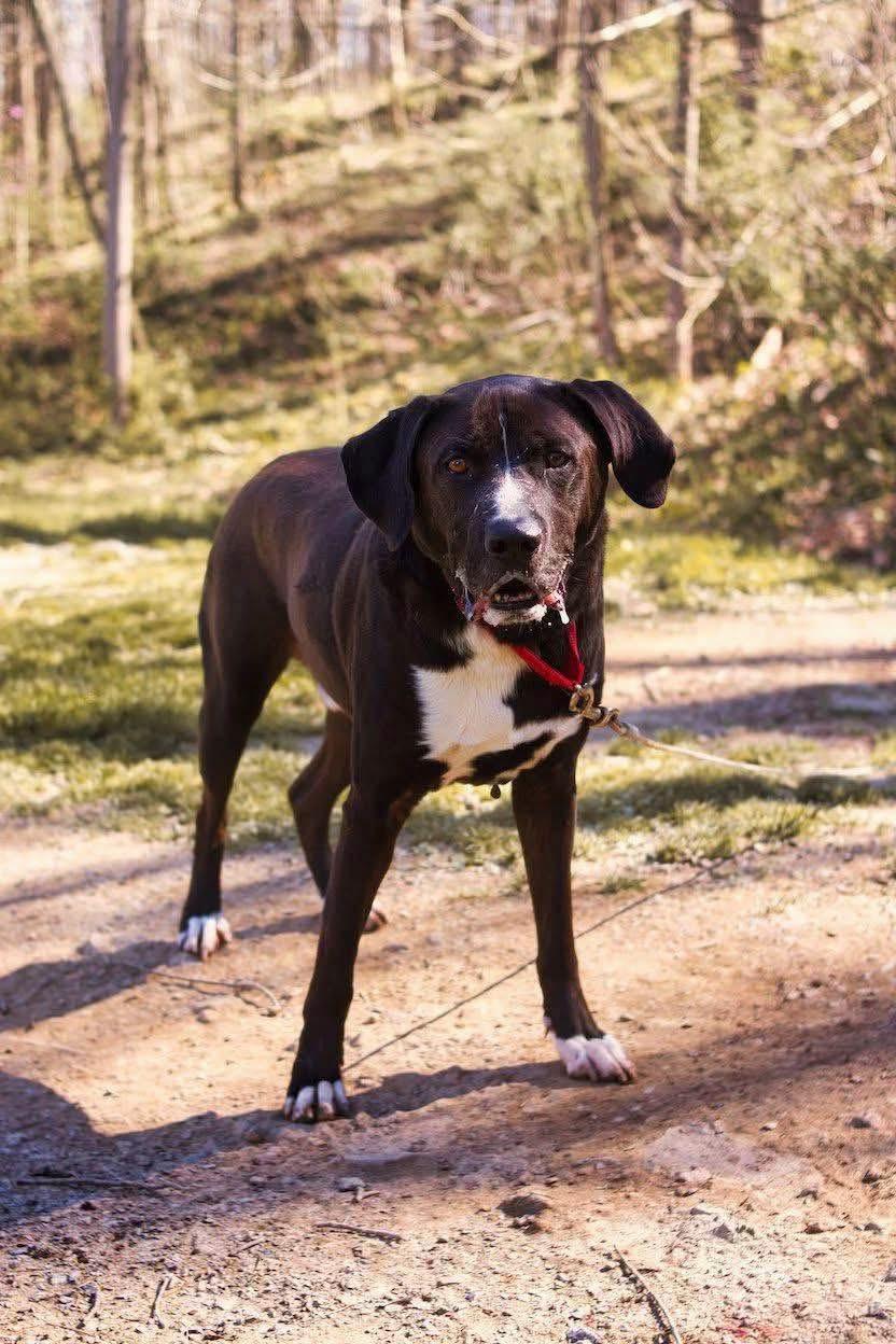 Enlarge GUINNESS, a Adoptable mixed breed in Grafton, WV image 5/6