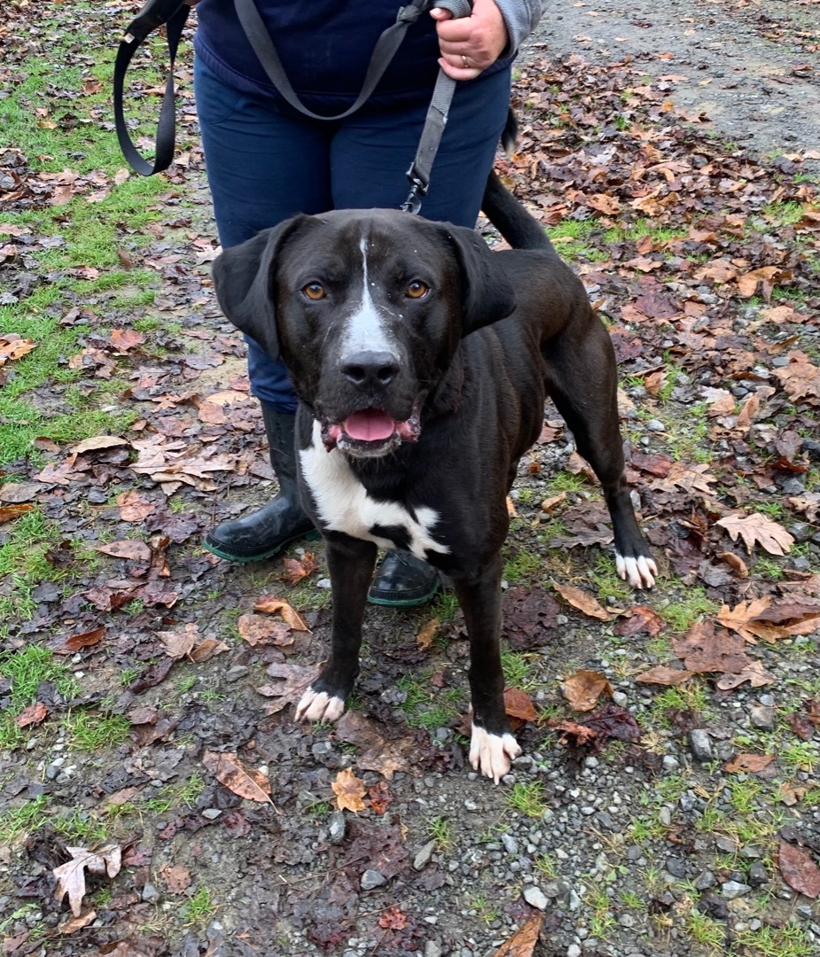 Enlarge GUINNESS- being fostered, an adoptable mixed breed in Grafton, WV image 6/6