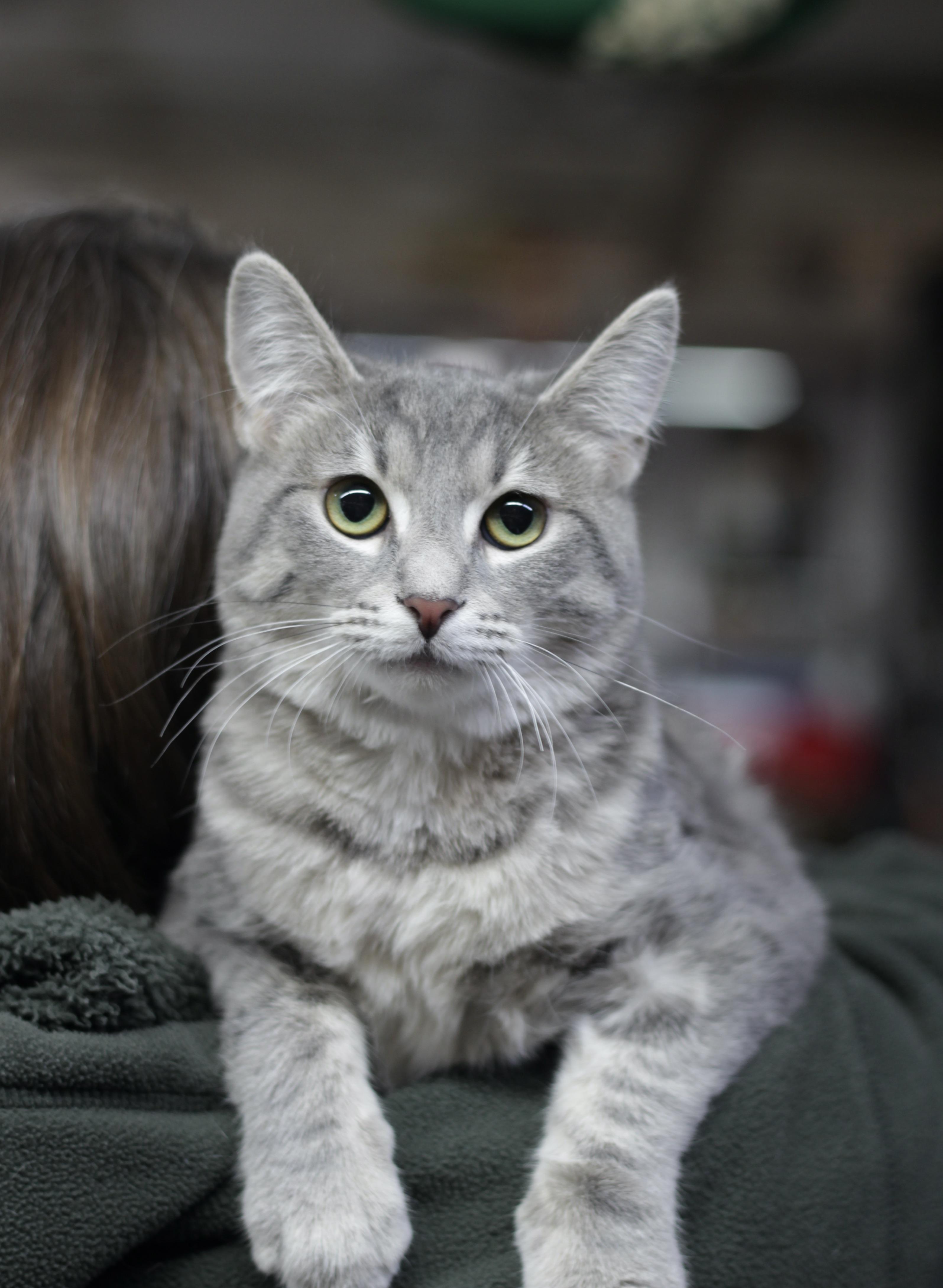 Enlarge Sierra, an adopted Domestic Short Hair in Avon, OH image 1/2