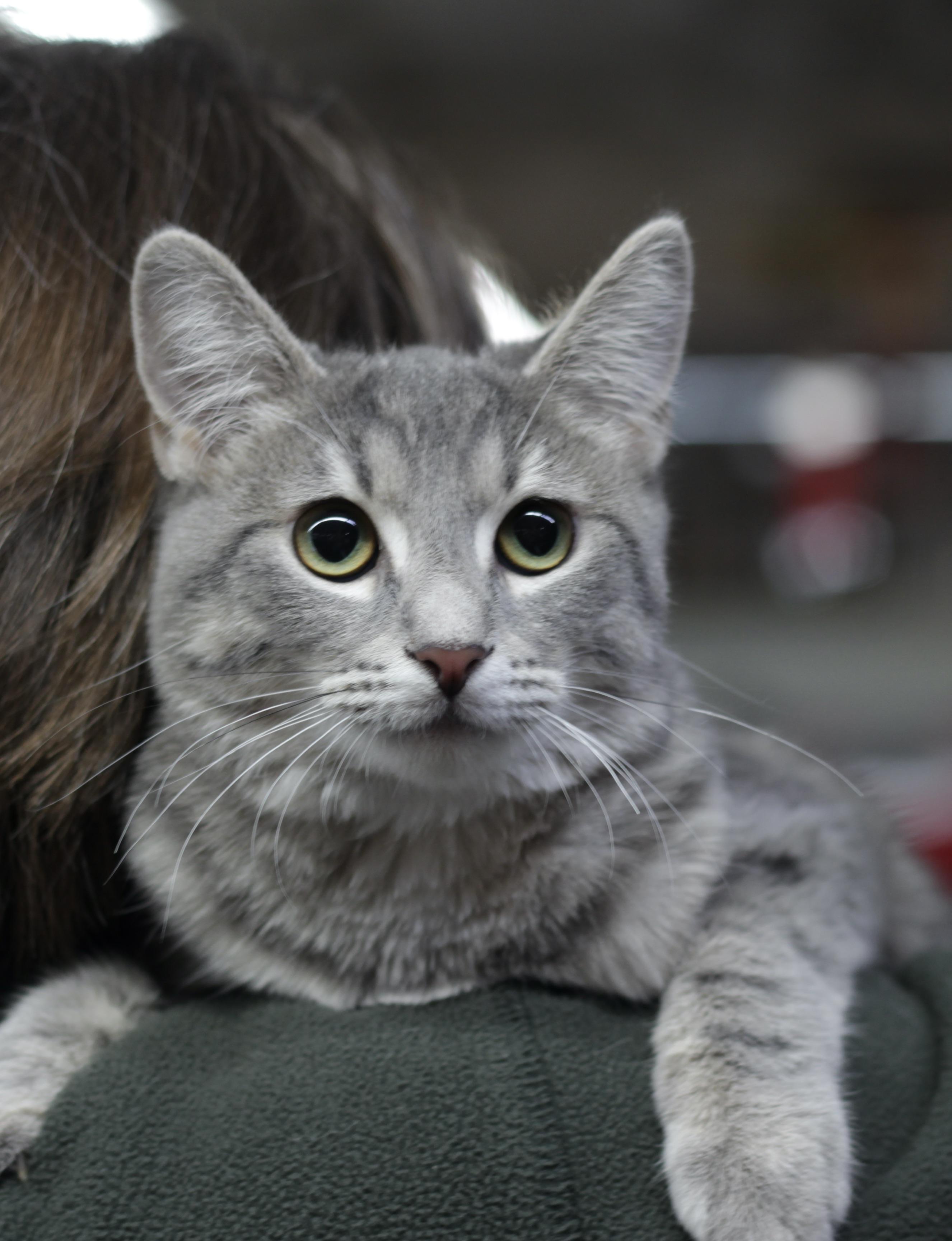 Enlarge Sierra, an adopted Domestic Short Hair in Avon, OH image 2/2