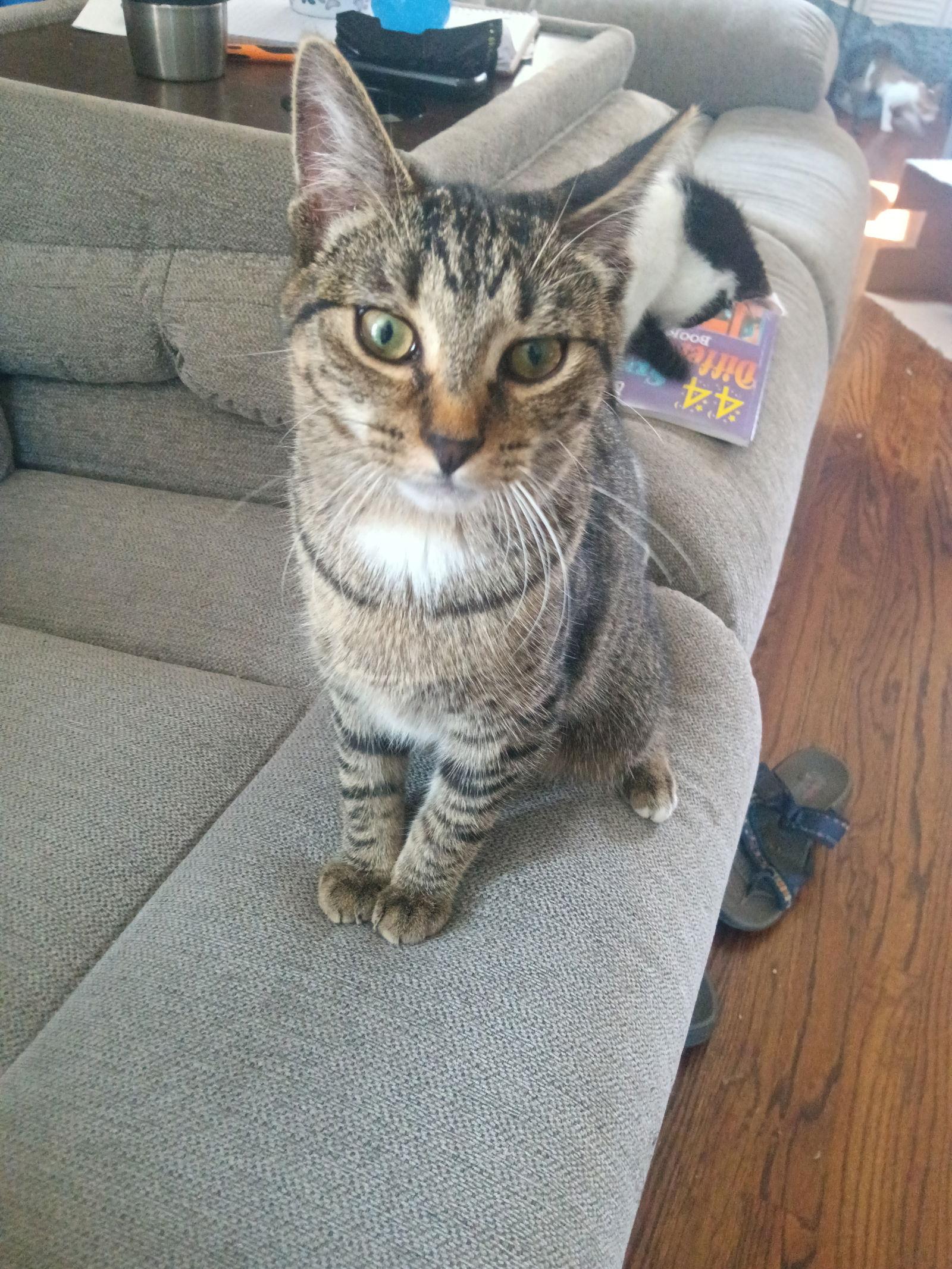 Enlarge Arla, a Adoptable Domestic Short Hair in Naugatuck, CT image 1/3