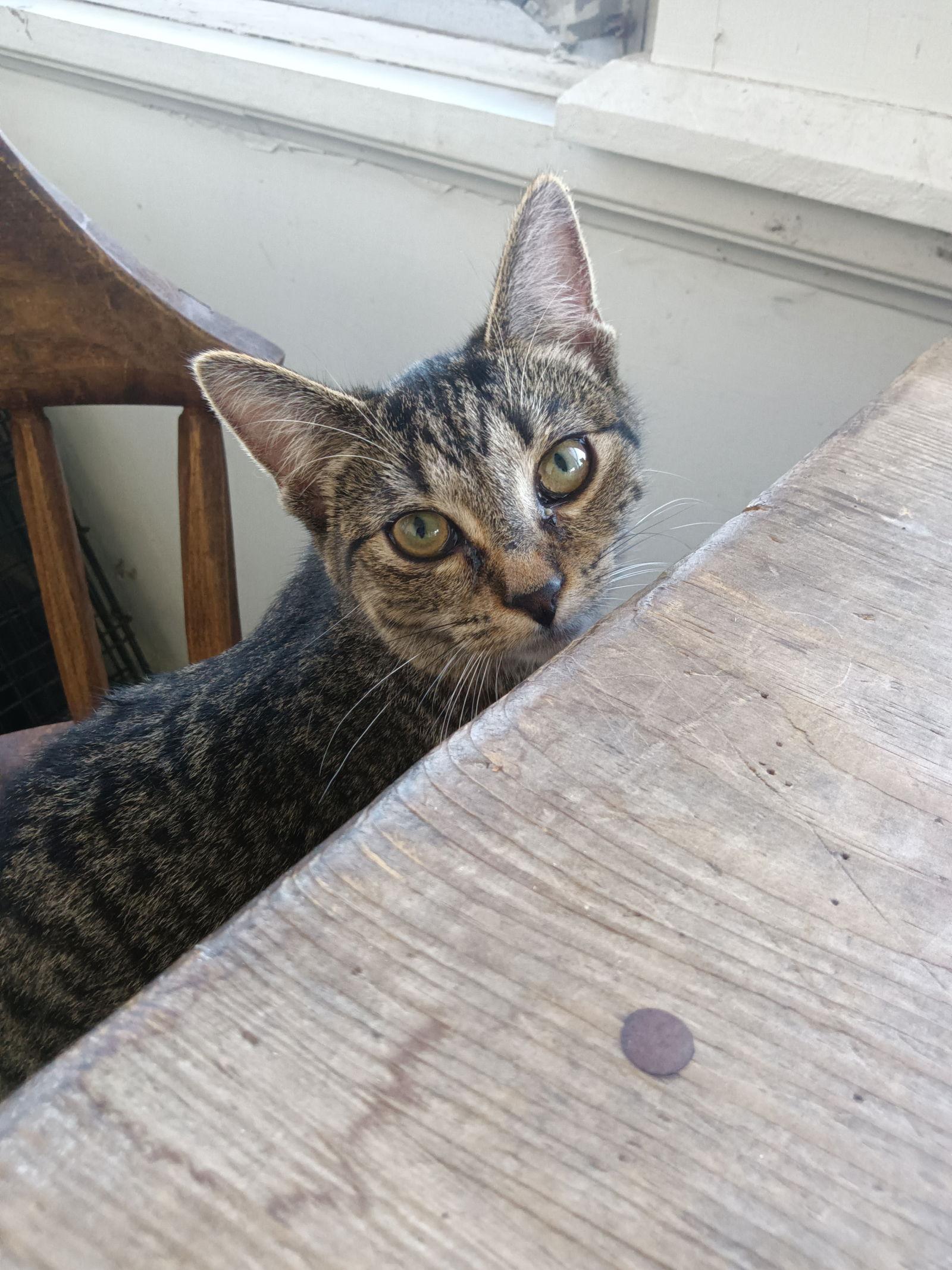 Enlarge Arla, a Adoptable Domestic Short Hair in Naugatuck, CT image 2/3