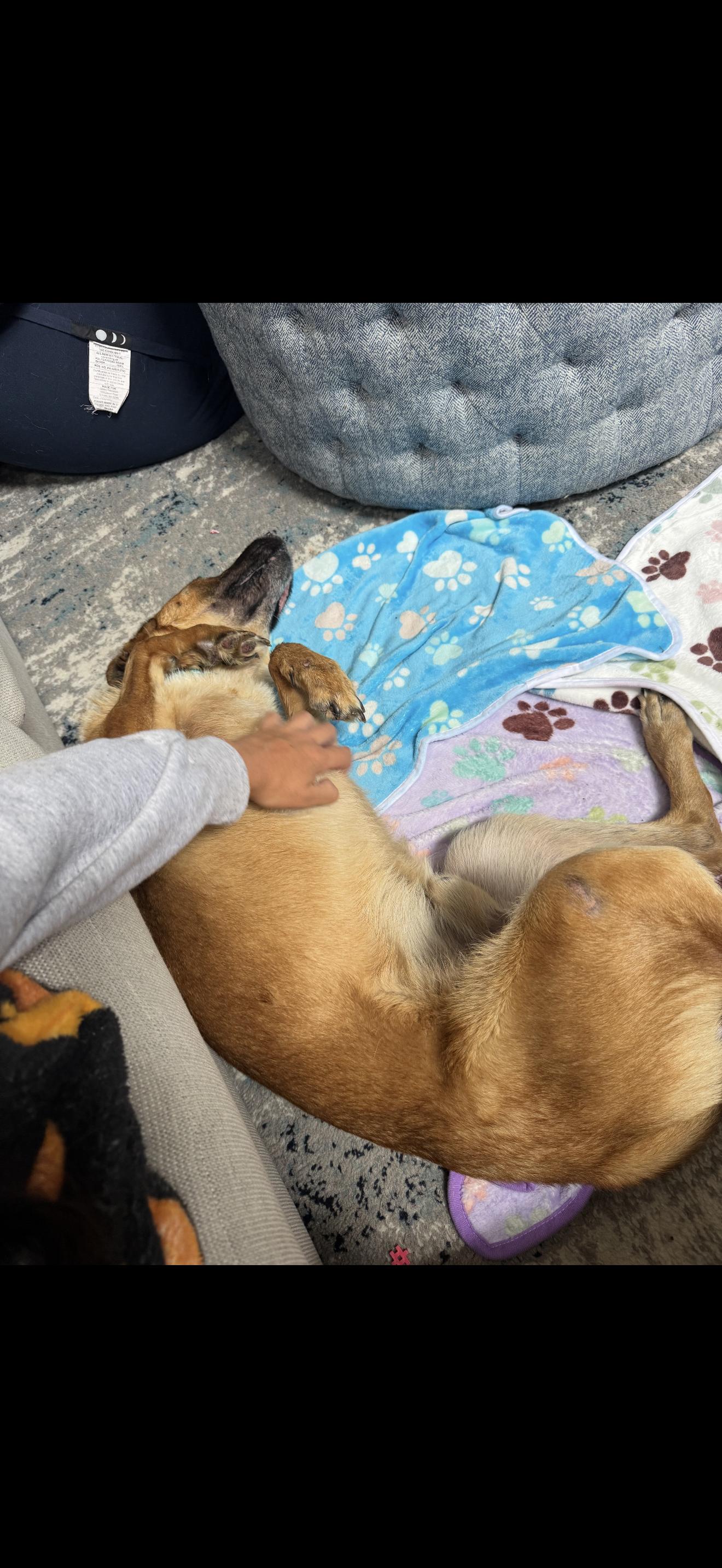 Remi, a Adoptable Belgian Shepherd / Malinois in Oviedo, FL image 1/4