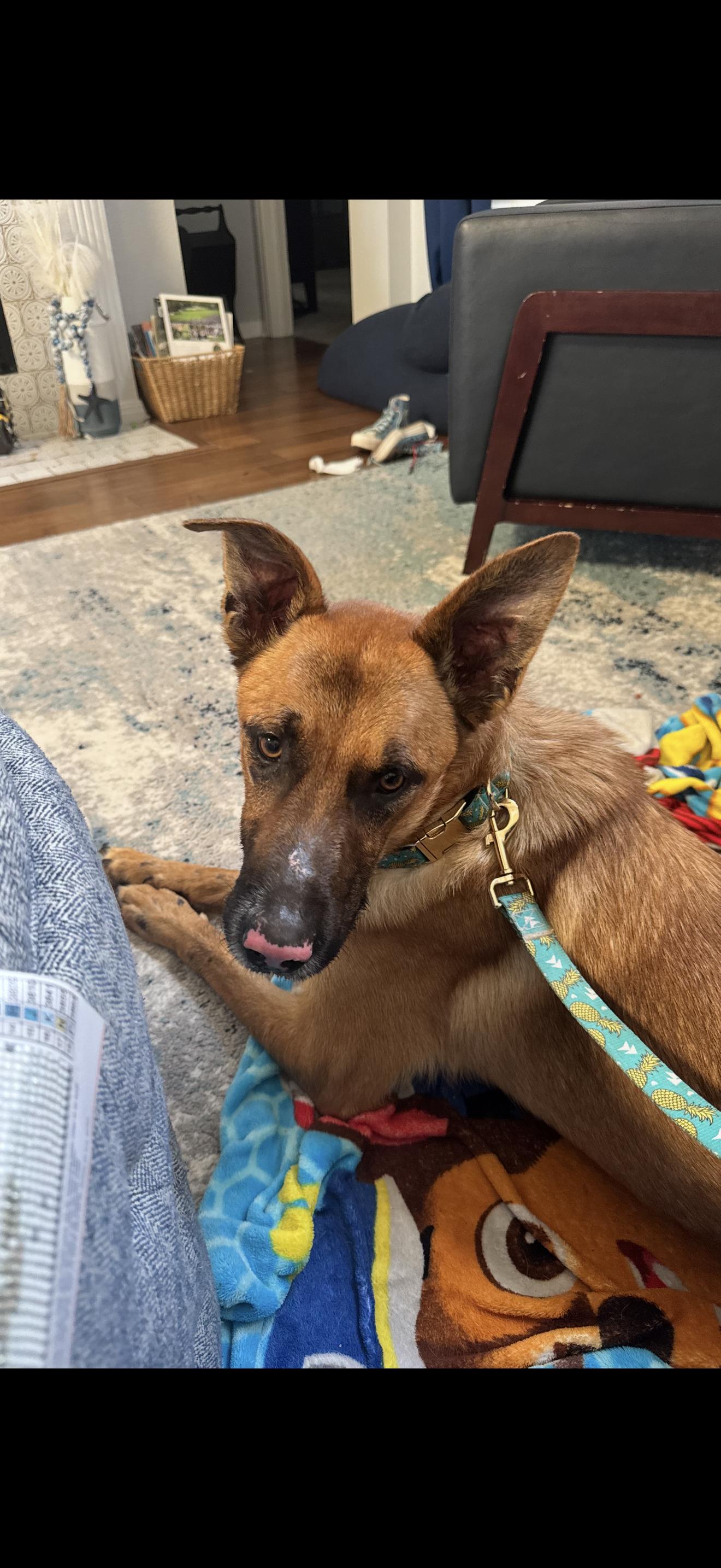 Remi, a Adoptable Belgian Shepherd / Malinois in Oviedo, FL image 2/4