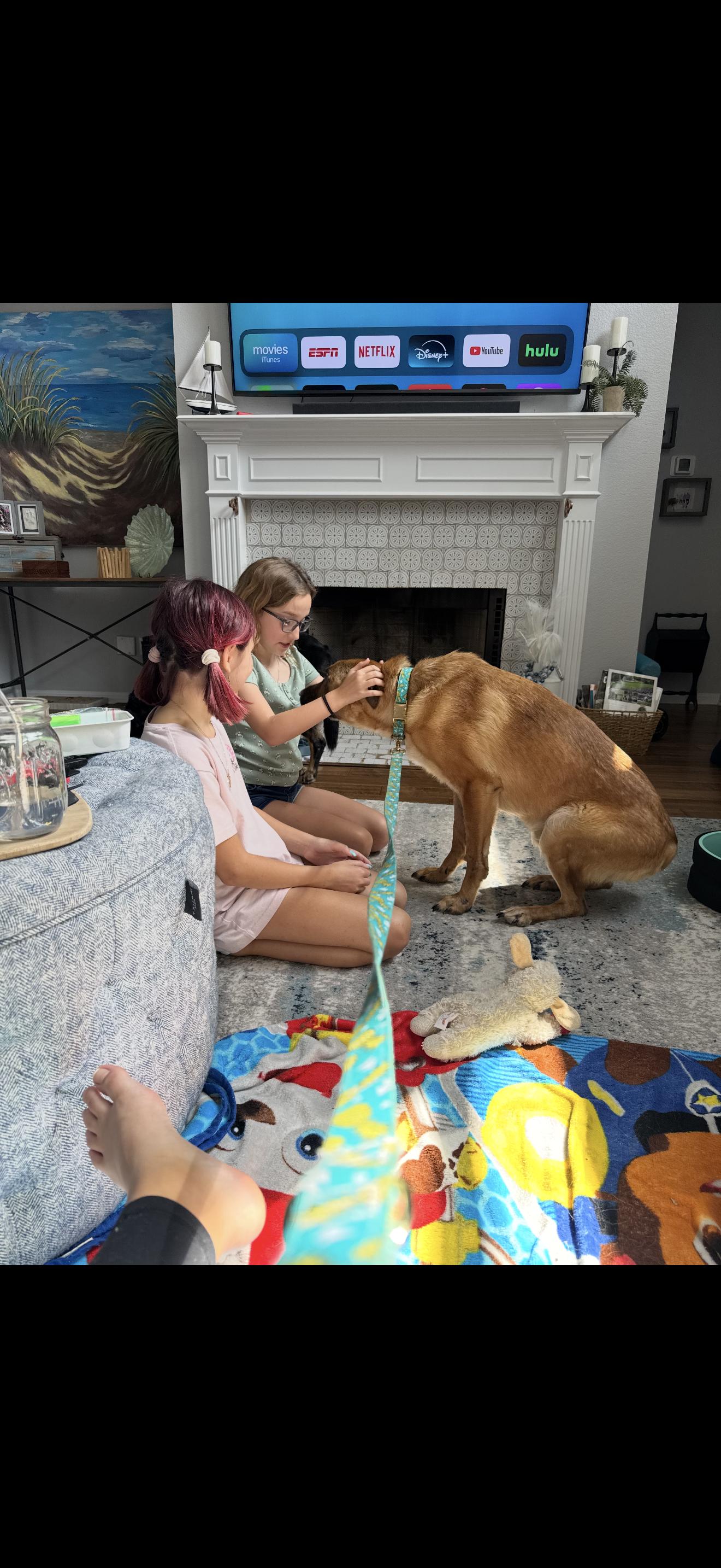 Remi, a Adoptable Belgian Shepherd / Malinois in Oviedo, FL image 3/4