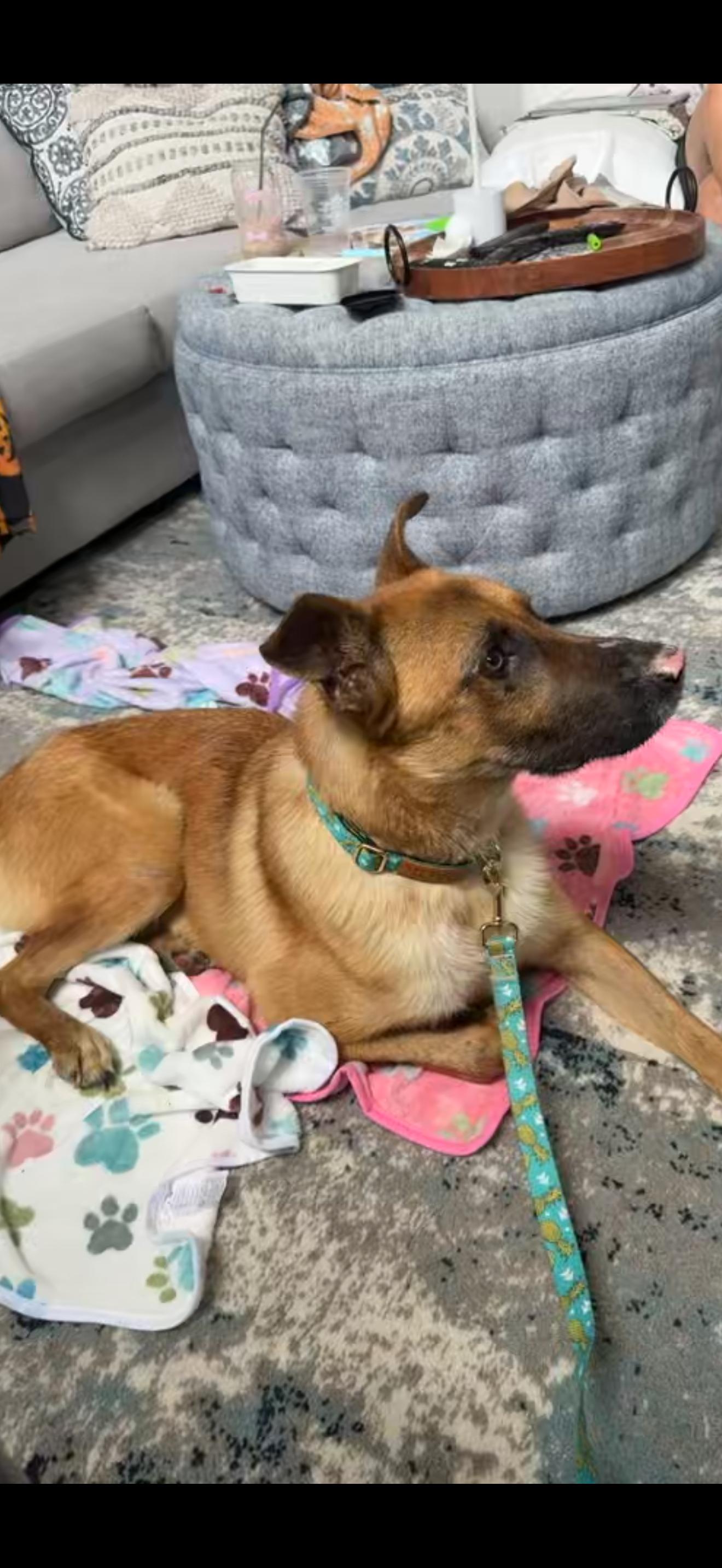 Remi, a Adoptable Belgian Shepherd / Malinois in Oviedo, FL image 4/4