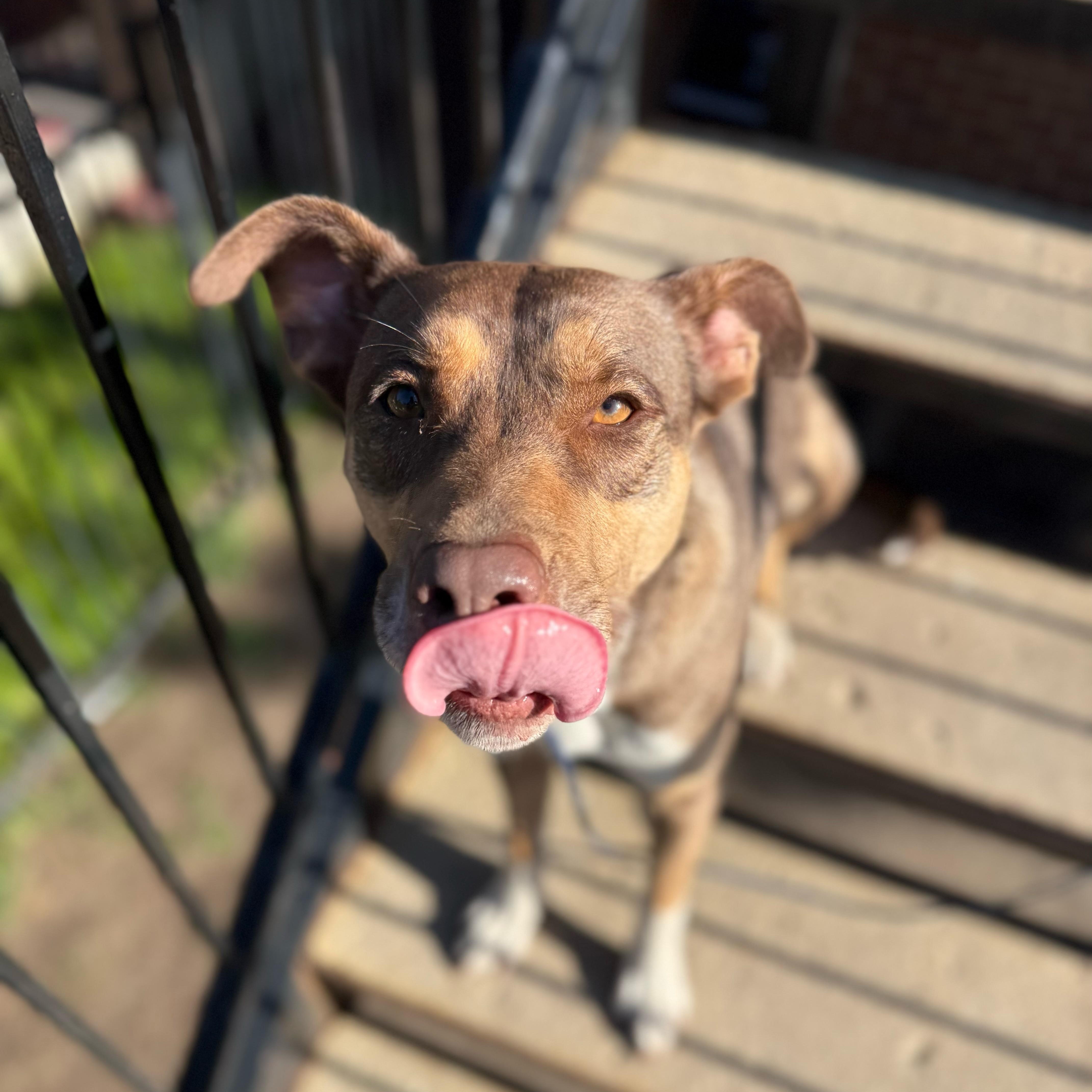 Enlarge Rena, a ADOPTABLE mixed breed in Chicago, IL image 2/4