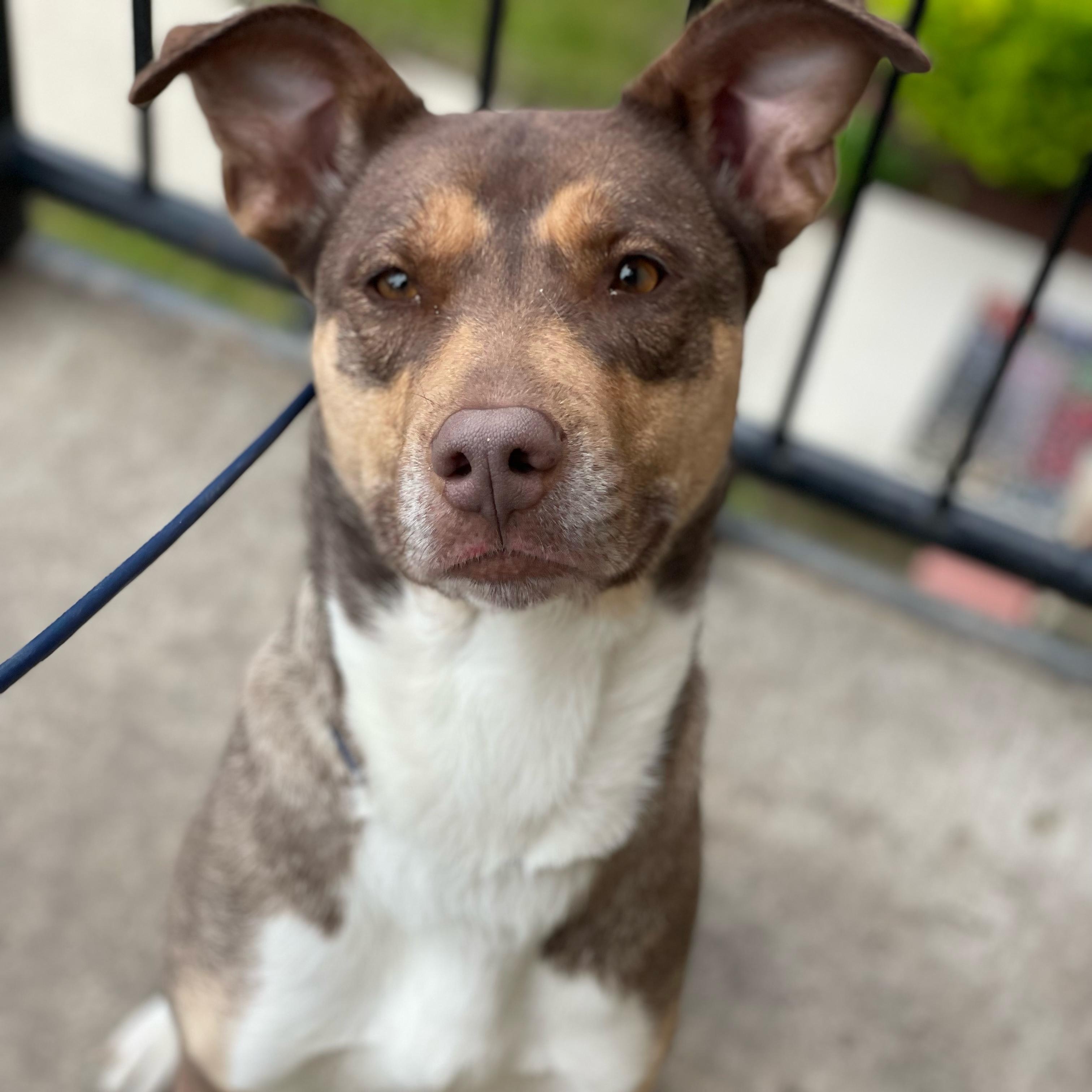 Enlarge Rena, a ADOPTABLE mixed breed in Chicago, IL image 1/4