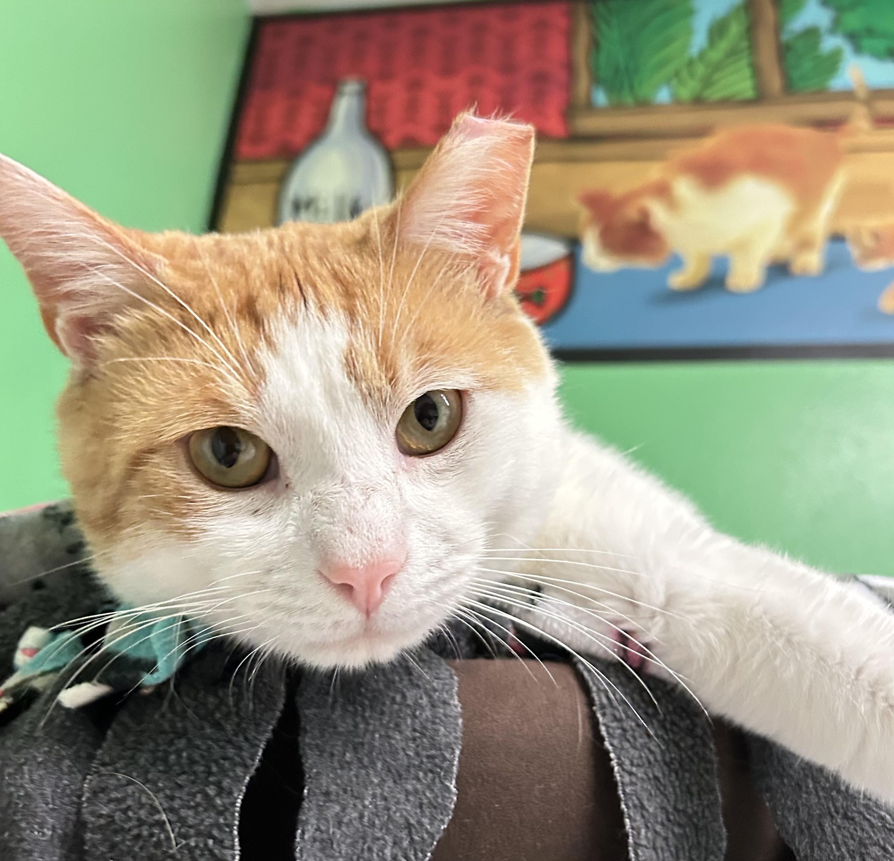 Enlarge Tommy, a Adoptable Domestic Short Hair in Darien, CT image 1/4