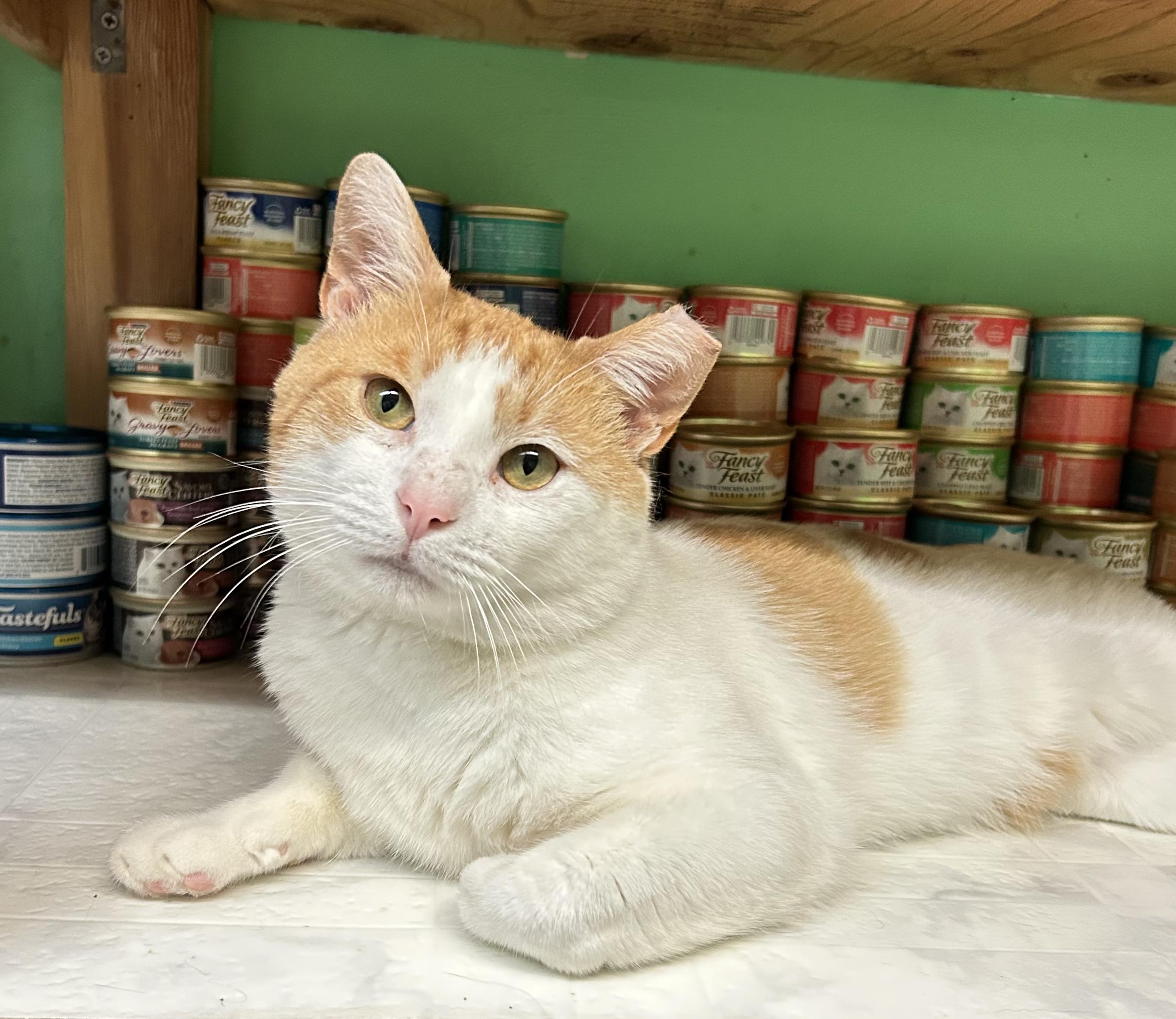 Enlarge Tommy, a Adoptable Domestic Short Hair in Darien, CT image 2/4