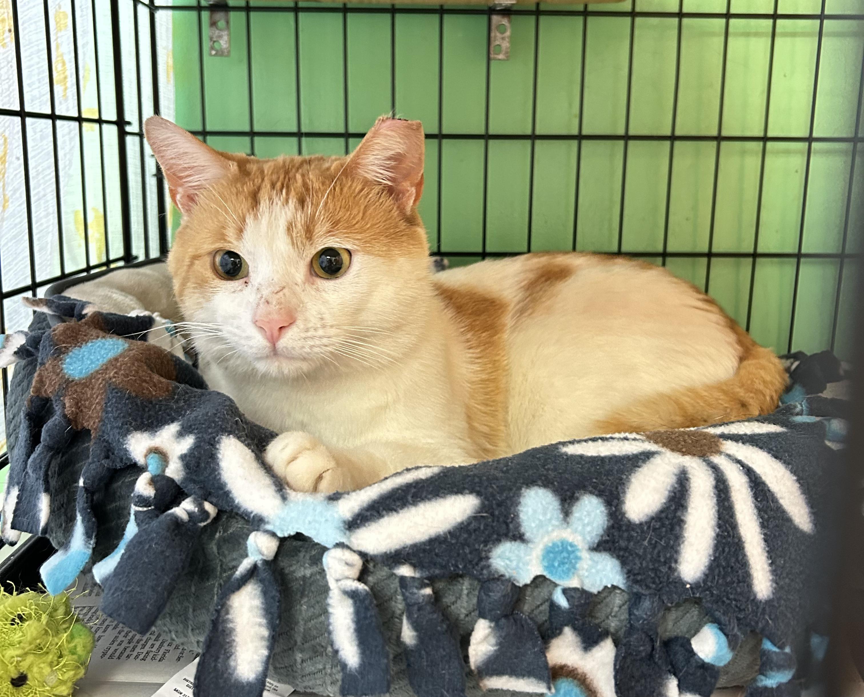 Enlarge Tommy, a Adoptable Domestic Short Hair in Darien, CT image 3/4