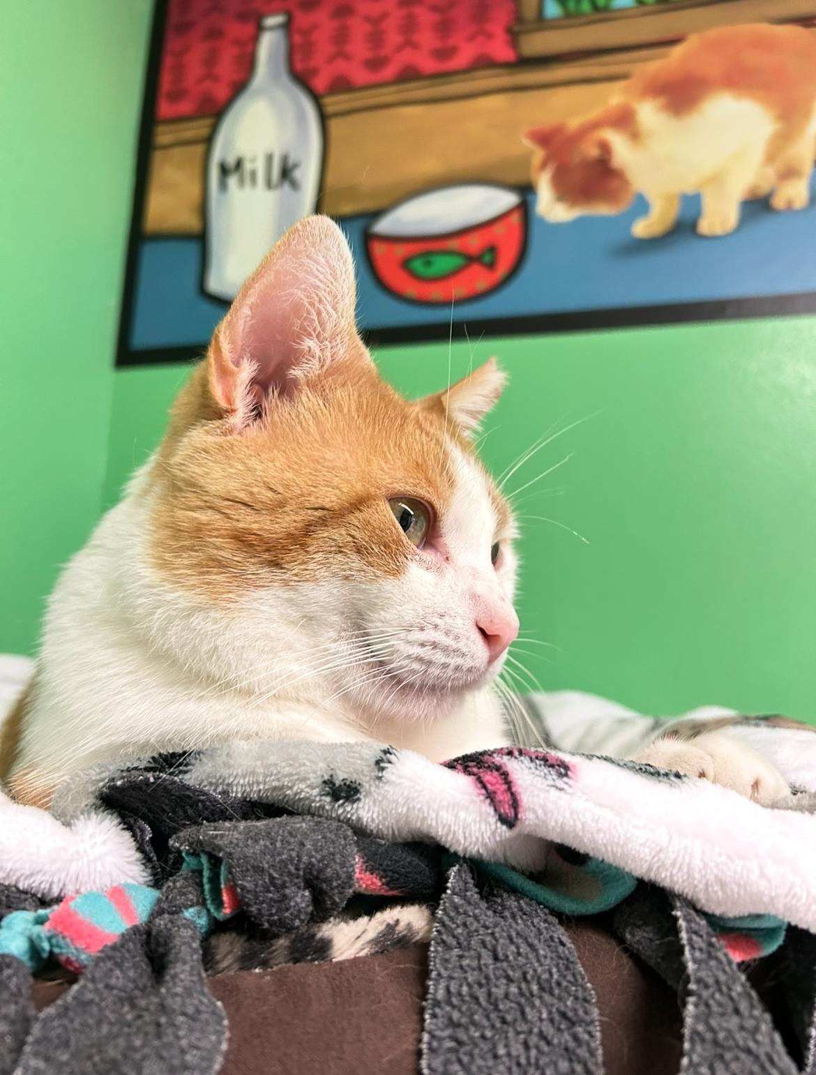 Enlarge Tommy, a Adoptable Domestic Short Hair in Darien, CT image 4/4