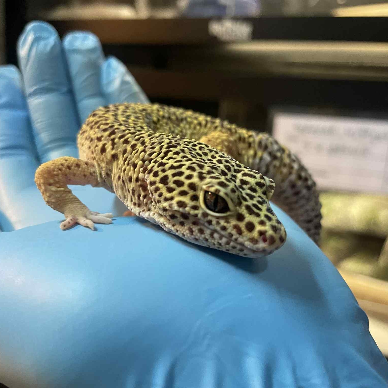 Mateo, ADOPTABLE, Adult Male Gecko.